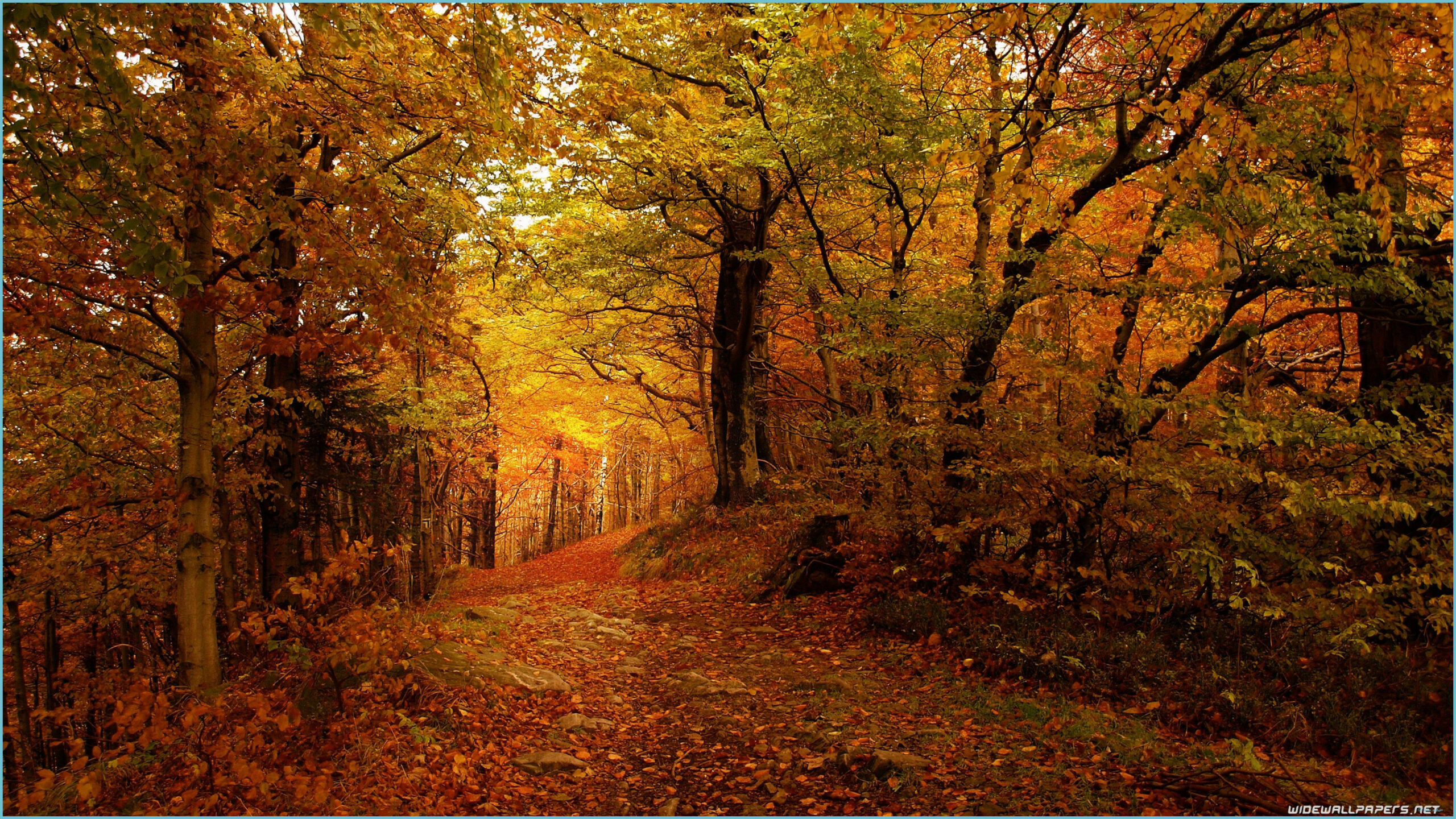 Autumn Desktop Wallpaper 9K Ultra HD Autumn Wallpaper