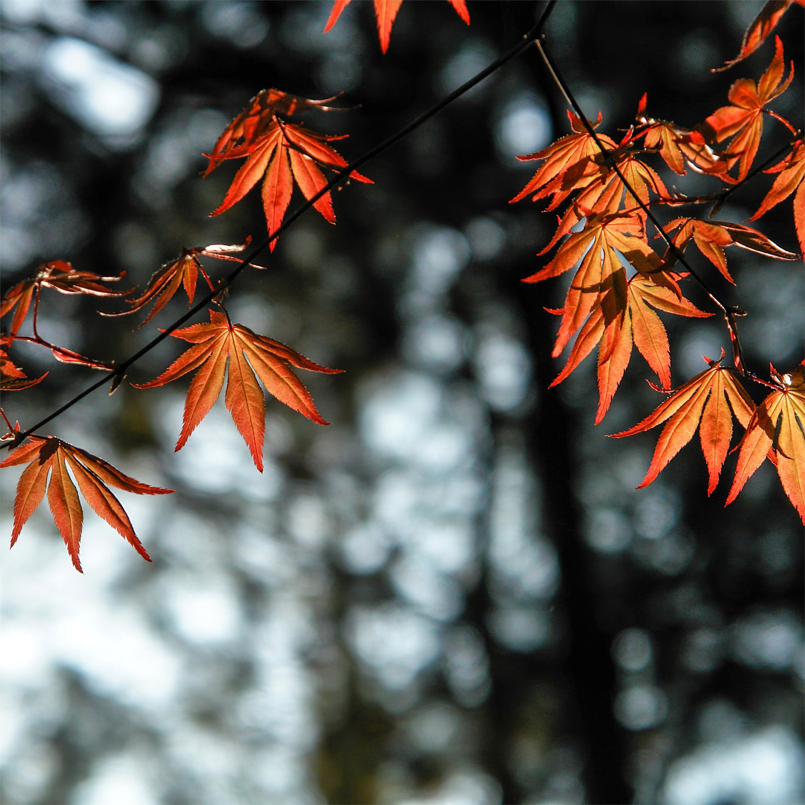 autumn leaves orange 4k iPad Pro Wallpaper Free Download