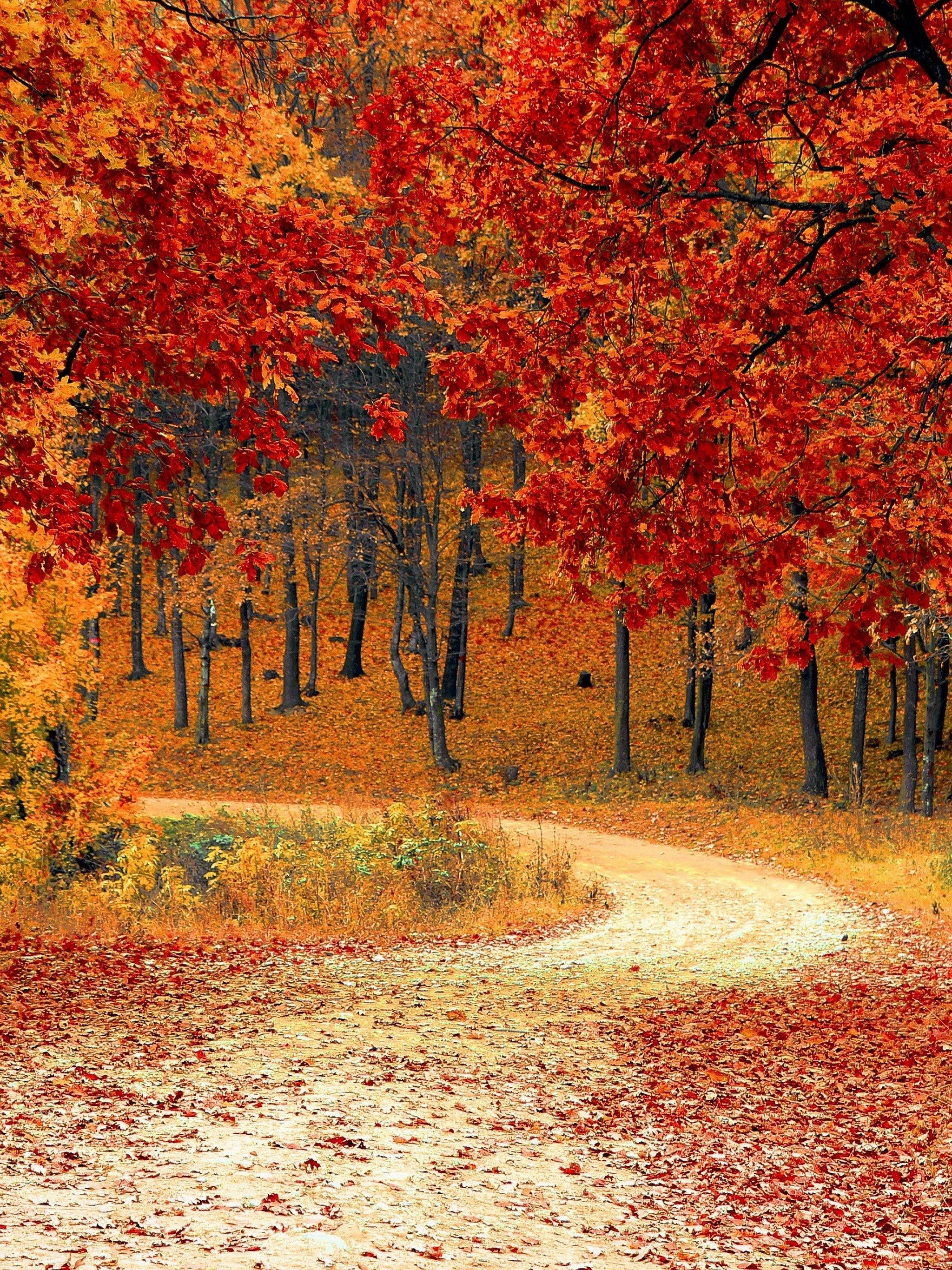Autumn Trees Forest 4K Wallpaper