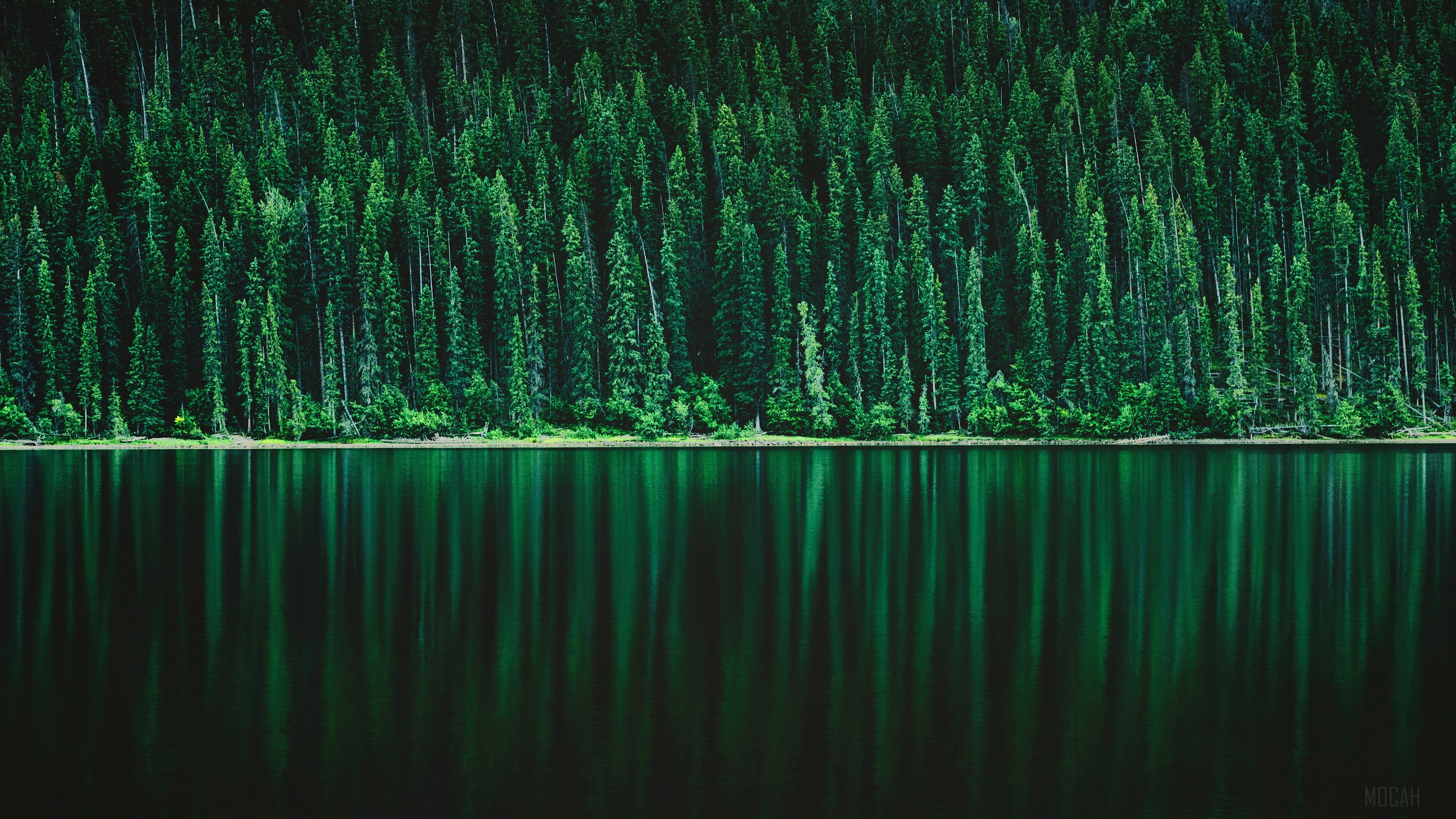 Forest, Greenery, Lake, Nature, Pine, Reflection 4k wallpaper. Mocah HD Wallpaper