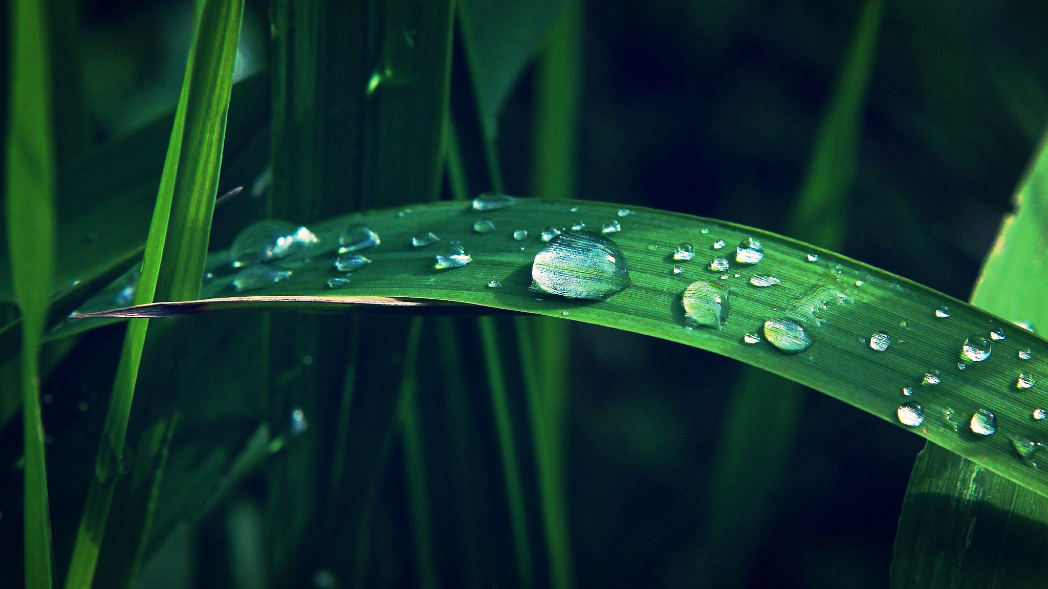 green, Leaf, Dew, Nature, Walppaper, Branch, Tree, Macro Wallpaper HD / Desktop and Mobile Background