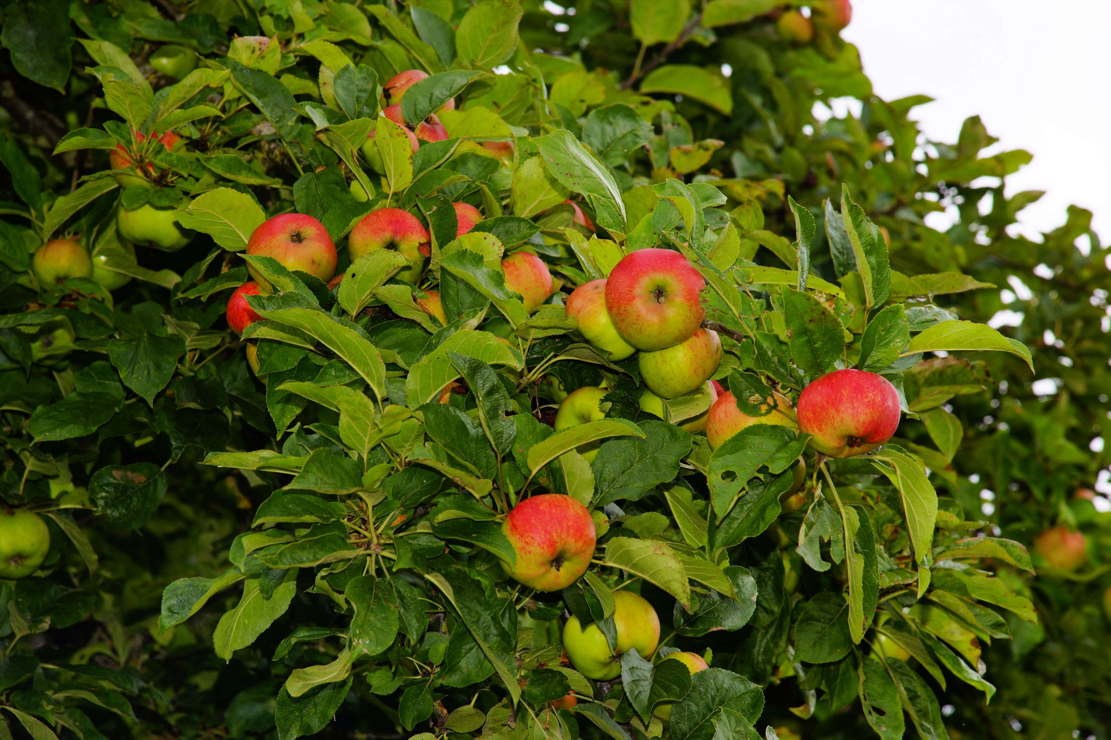 apple, apple tree, food, fruit, fruits, garden, green, healthy, leaves, nature, summer, tree 4k wallpaper HD Wallpaper