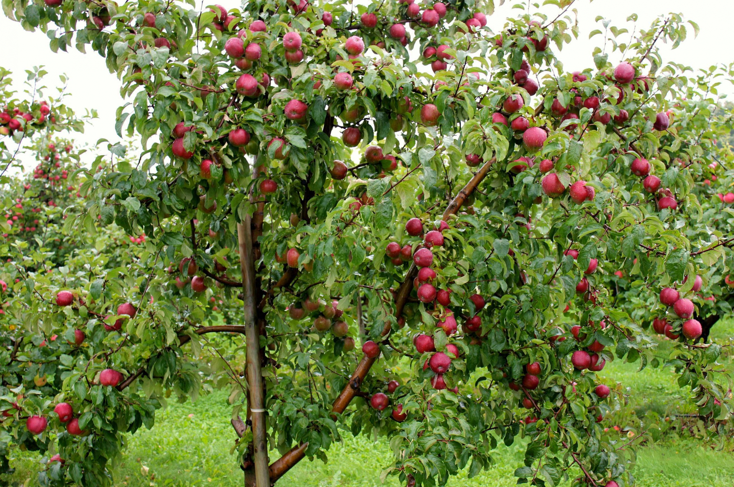 Free download Apple Tree Wallpaper [2592x1728] for your Desktop, Mobile & Tablet. Explore Apple Tree Wallpaper. Apples Wallpaper, Apple Bloom Wallpaper, Apple Fruit Wallpaper