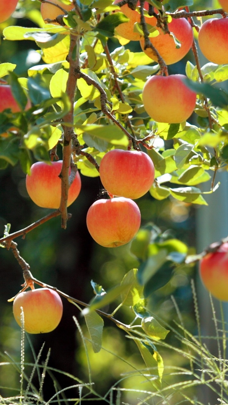 Fruit Garden, Apple Tree, Fresh Apples 750x1334 IPhone 8 7 6 6S Wallpaper, Background, Picture, Image