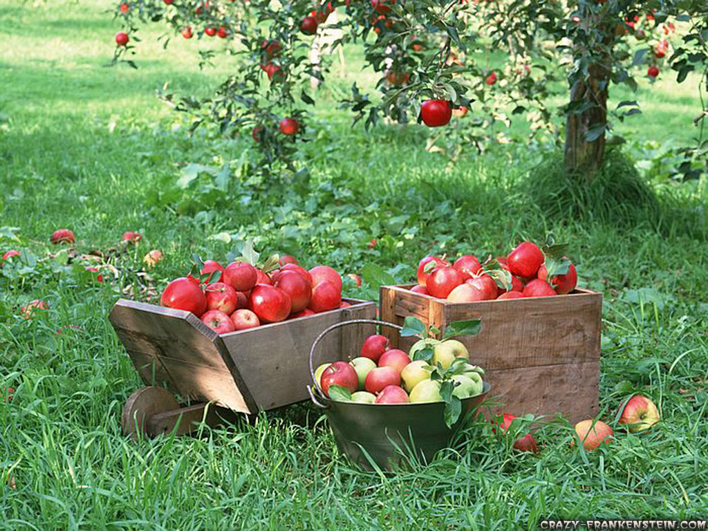 Free download Apple Trees [1024x768] for your Desktop, Mobile & Tablet. Explore Apple Tree Wallpaper. Apples Wallpaper, Apple Bloom Wallpaper, Apple Fruit Wallpaper