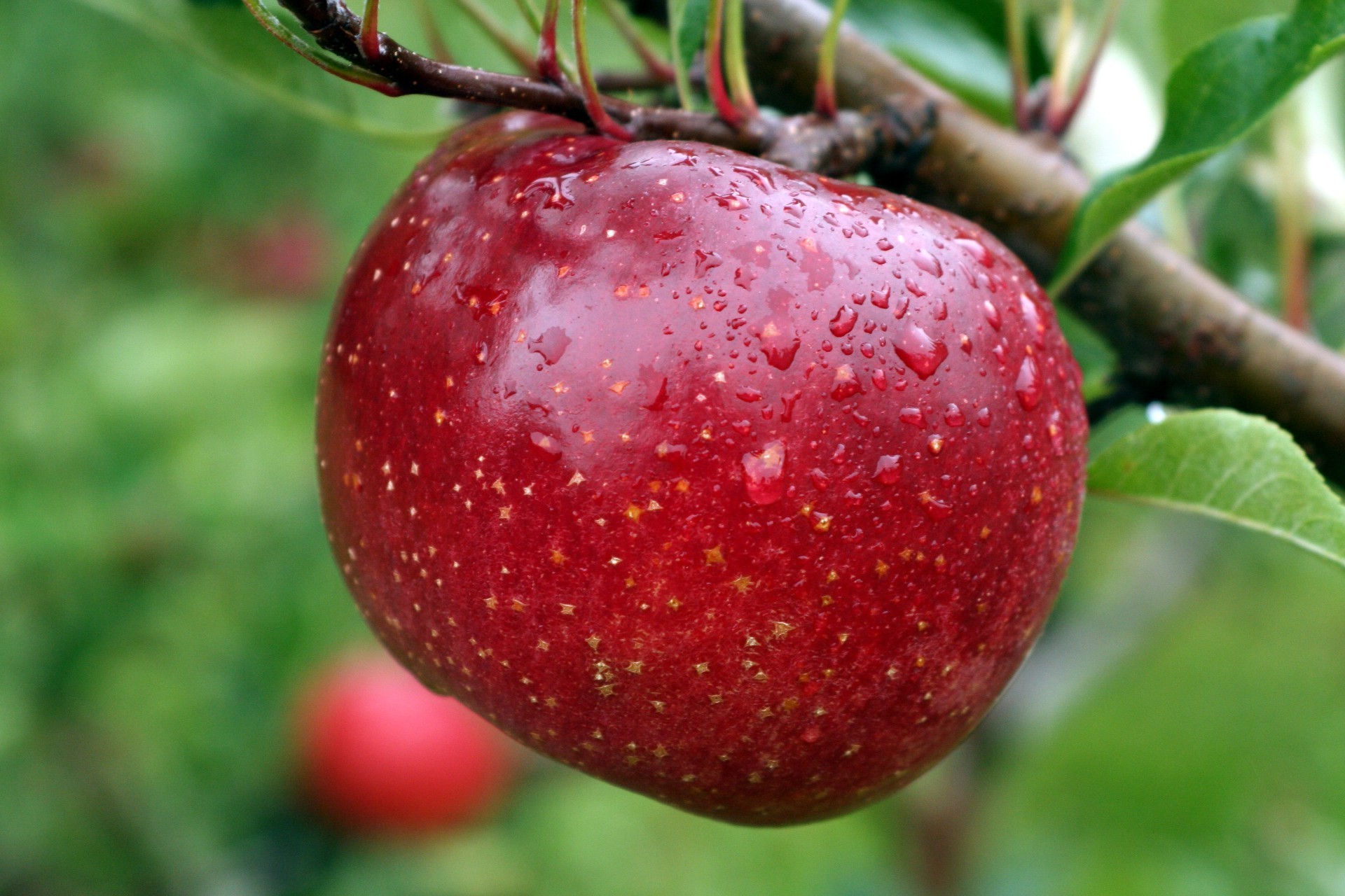 Red ripe Apple on a tree in the garden wallpaper (phone background)