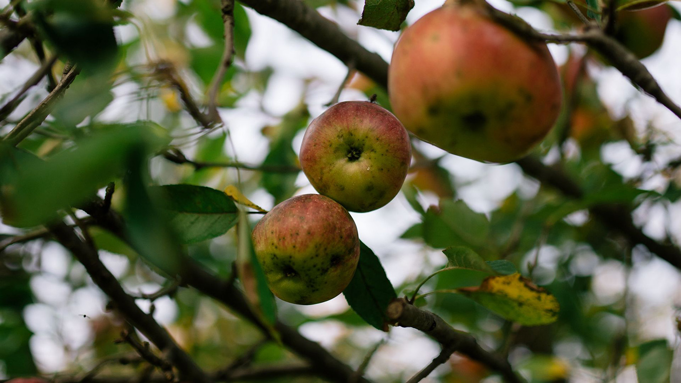Apples Fruit Garden Wallpaper Free Download