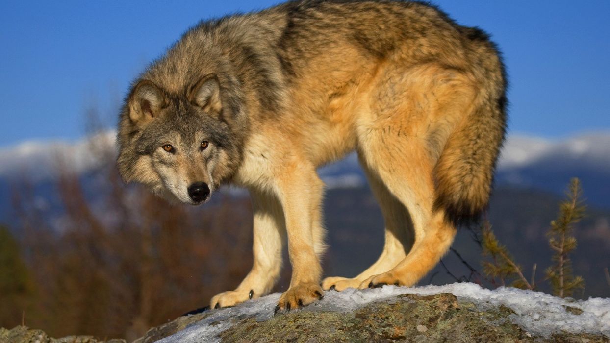 Brown wolf wallpaperx1080