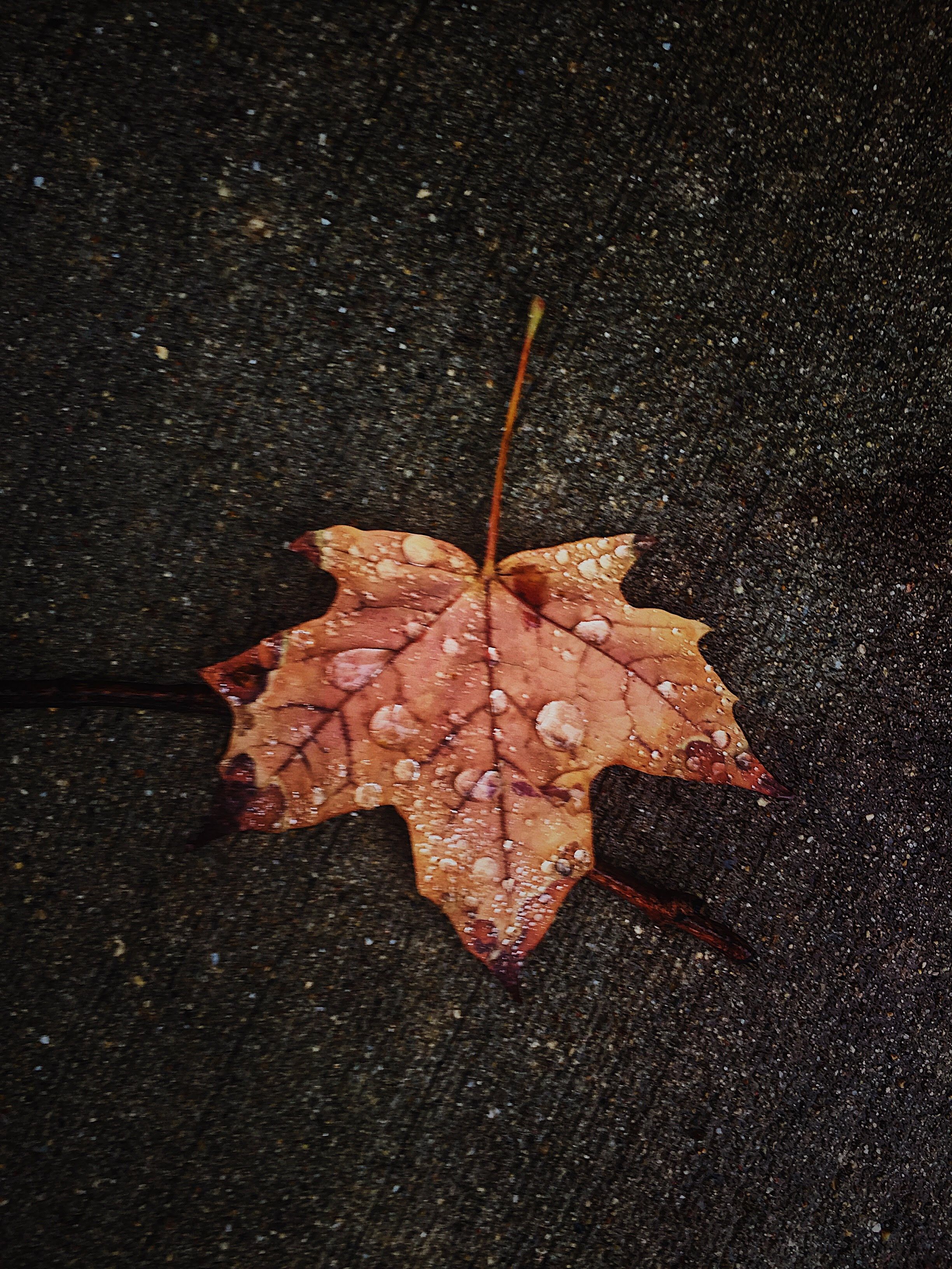 My favorite leaf. #leaves #fallleaves #wallpaperiphone #fallphotography # autumn #dark #rainphotography. Autumn photography, Rain photography, Autumn leaves