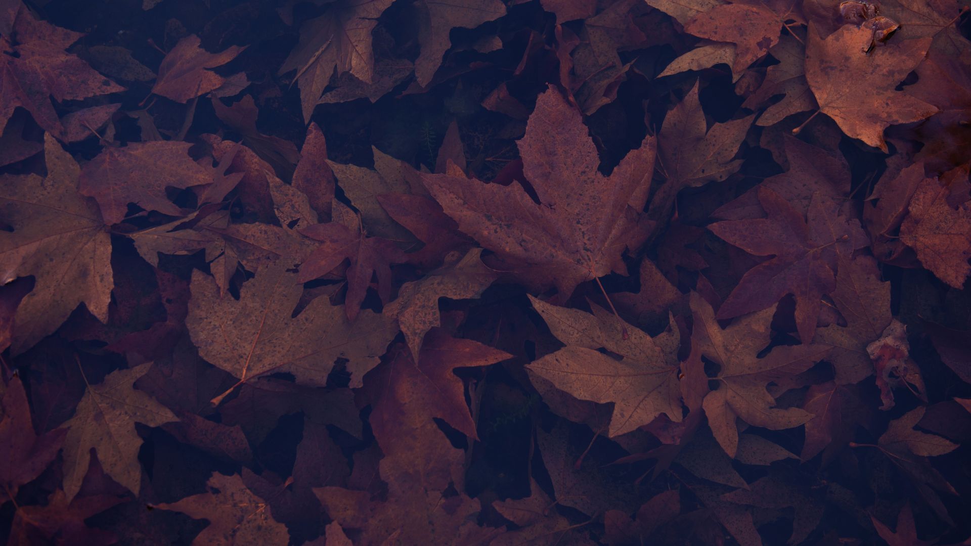 Desktop wallpaper dark, portrait, maple leaves, autumn, HD image, picture, background, e16b6b