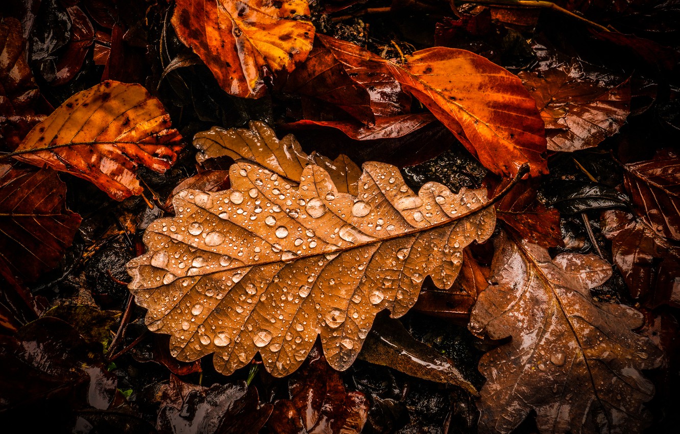 Wallpaper autumn, leaves, drops, the dark background, oak, autumn leaves image for desktop, section природа