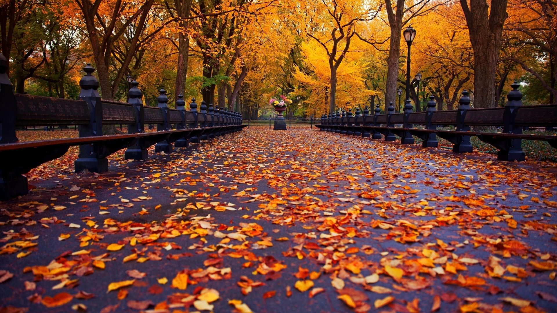 Full HD Autumn Or Fall Wallpaper With Maple Leaves Wallpaper Desktop