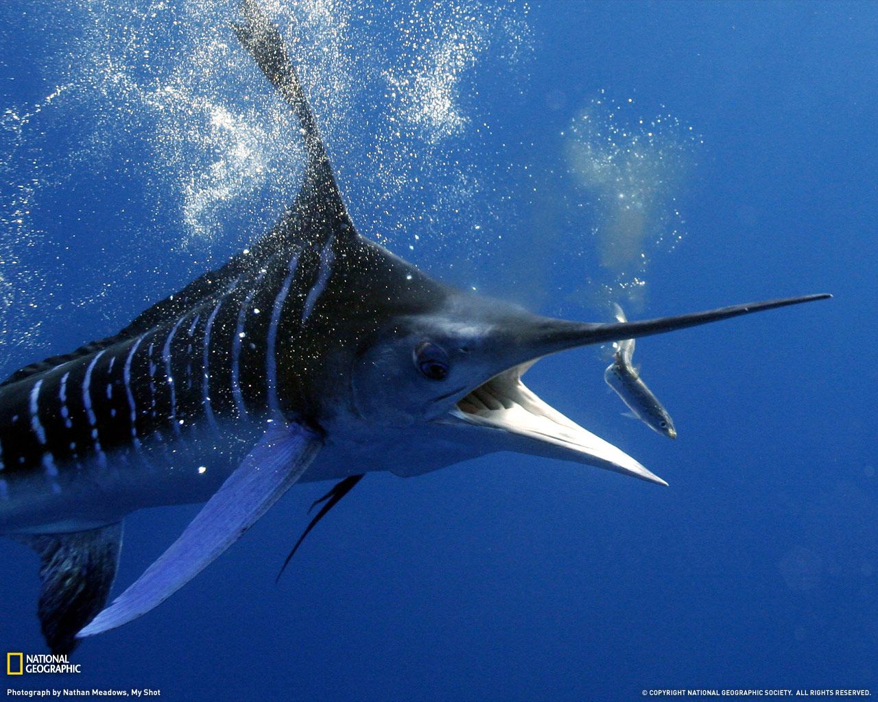 Atlantic Blue Marlin Live Wallpapers  3D  Animated