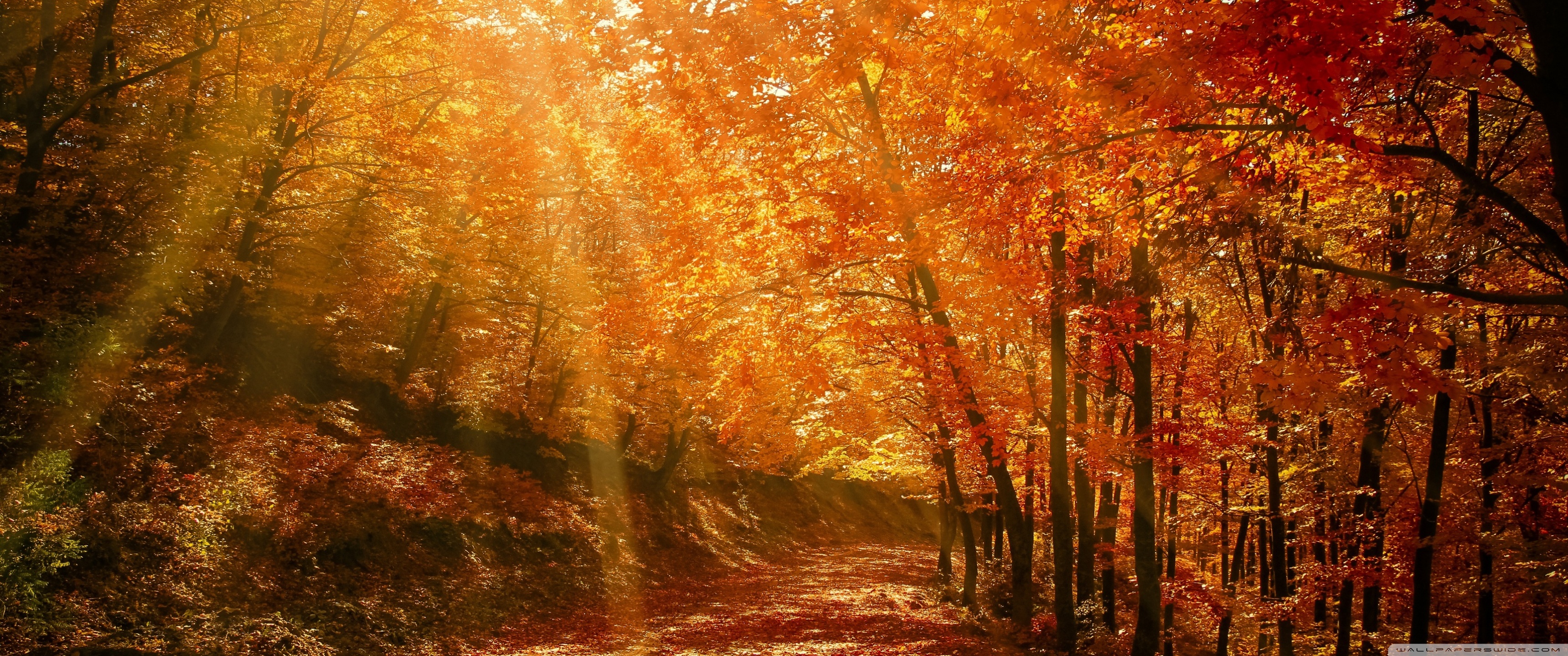 Fall Wallpaper Free 3440X1440 Fall Background