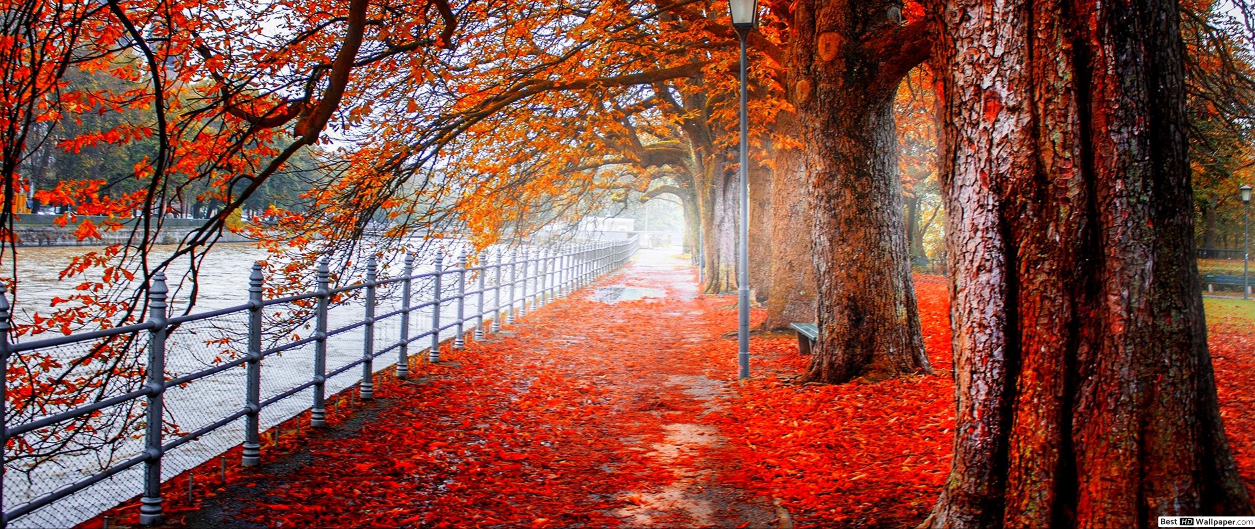 Forest in autumn HD wallpaper download