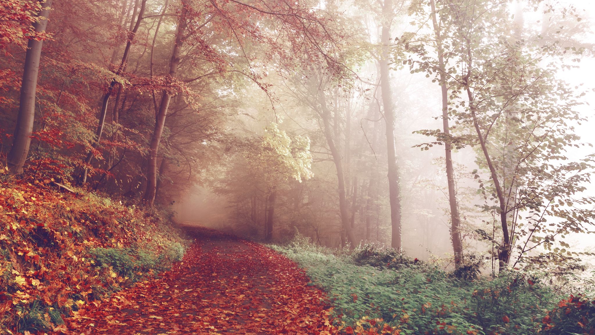 Download wallpapers 2048x1152 autumn, forest, fog, path ultrawide monitor hd backgrounds