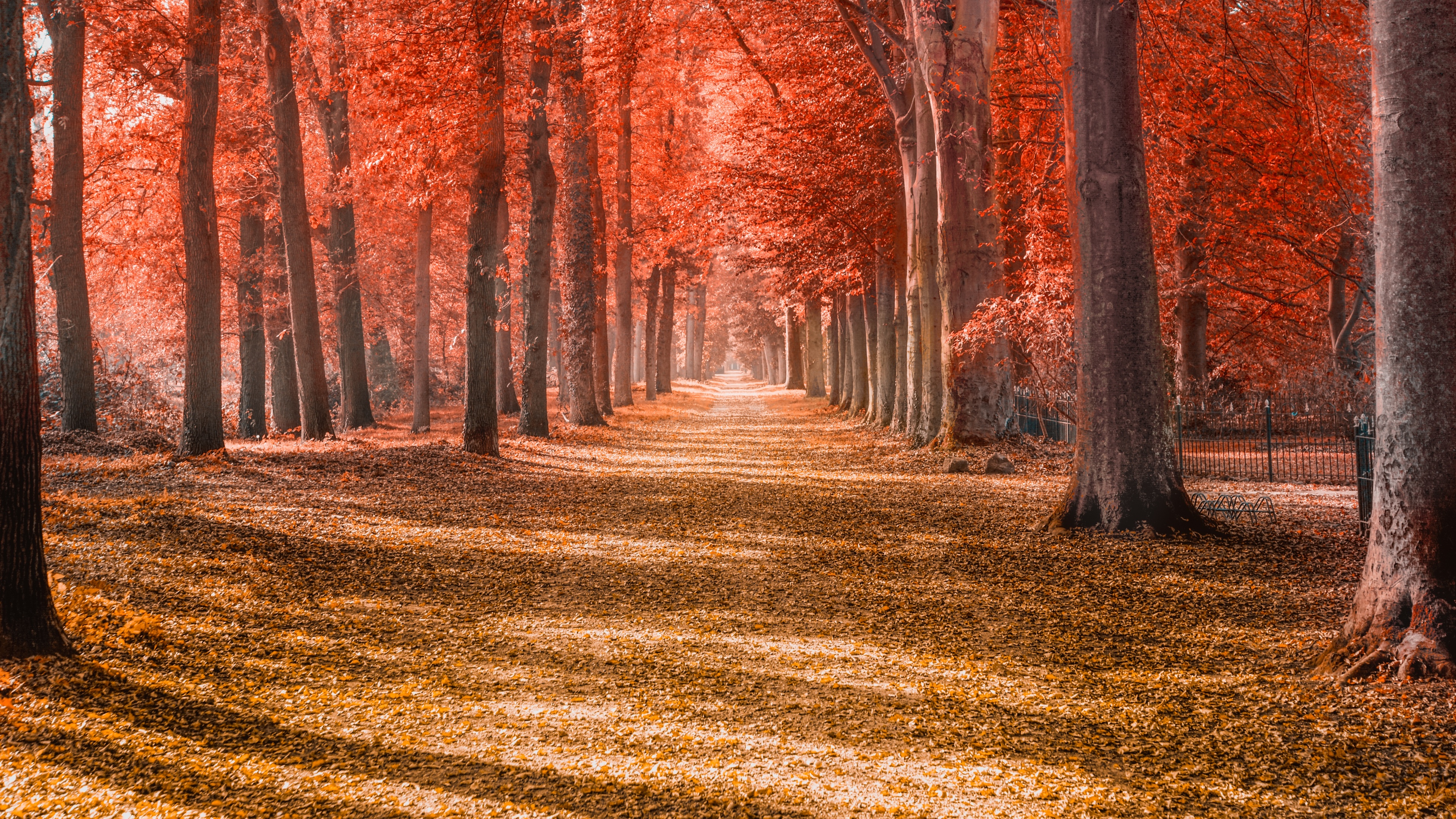 Autumn trees Wallpaper 4K, Forest path, Trunks, Woods, Autumn leaves, Red, Nature
