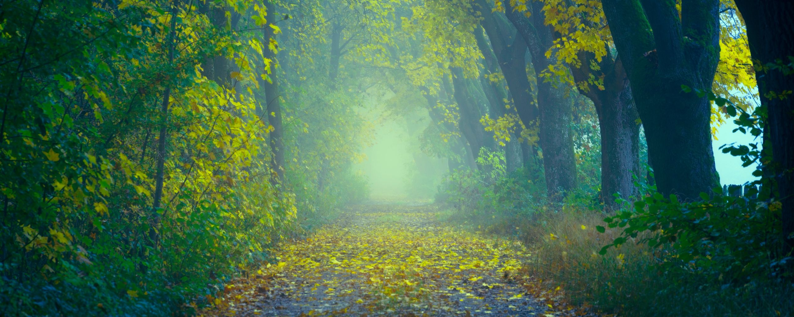 Download wallpaper 2560x1024 autumn, path, fog, foliage, blur, forest ultrawide monitor HD background