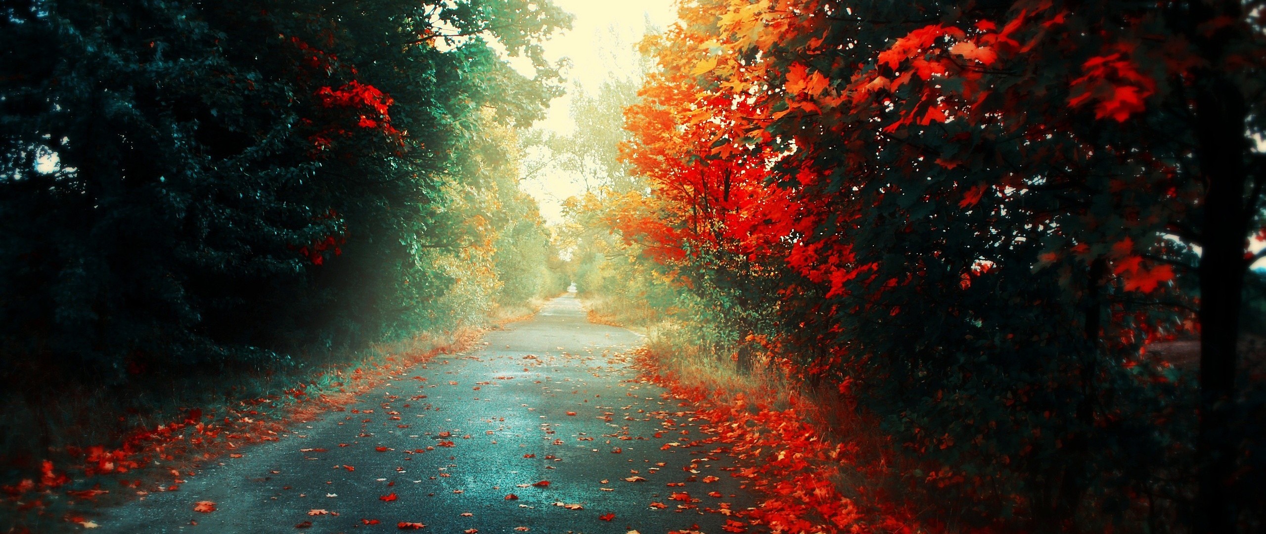 Wallpaper, sunlight, nature, red, reflection, photography, ultra wide, autumn, darkness, screenshot, computer wallpaper 2560x1080