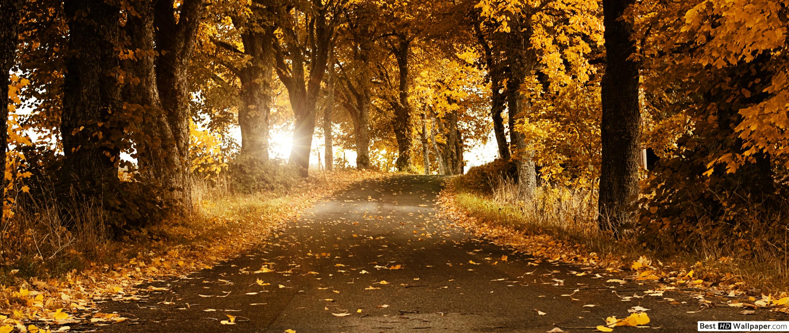 Autumn forest and yellow leaves HD wallpaper download
