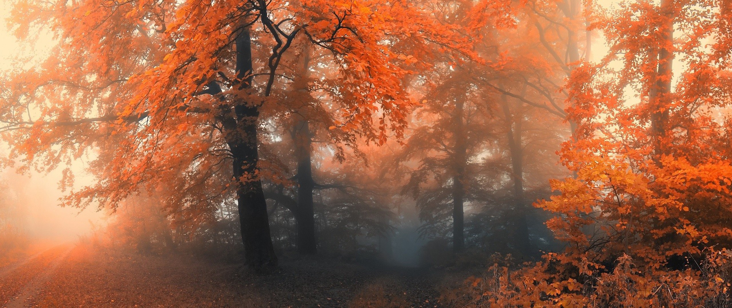 Wallpaper, sunlight, forest, photography, ultra wide, wildfire, tree, autumn, leaf, season, habitat, natural environment, atmospheric phenomenon 2560x1080