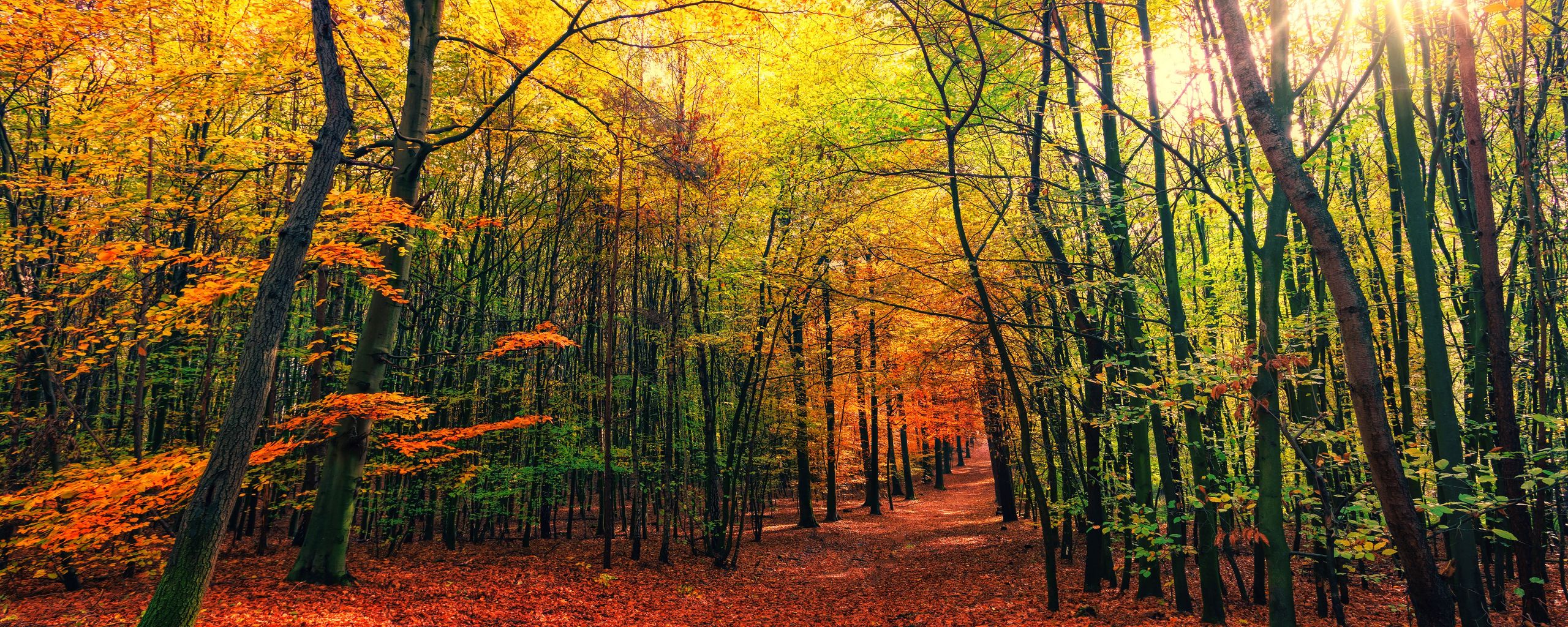 Download wallpapers 2560x1024 forest, trail, autumn, trees, leaves, fallen ultrawide monitor hd backgrounds