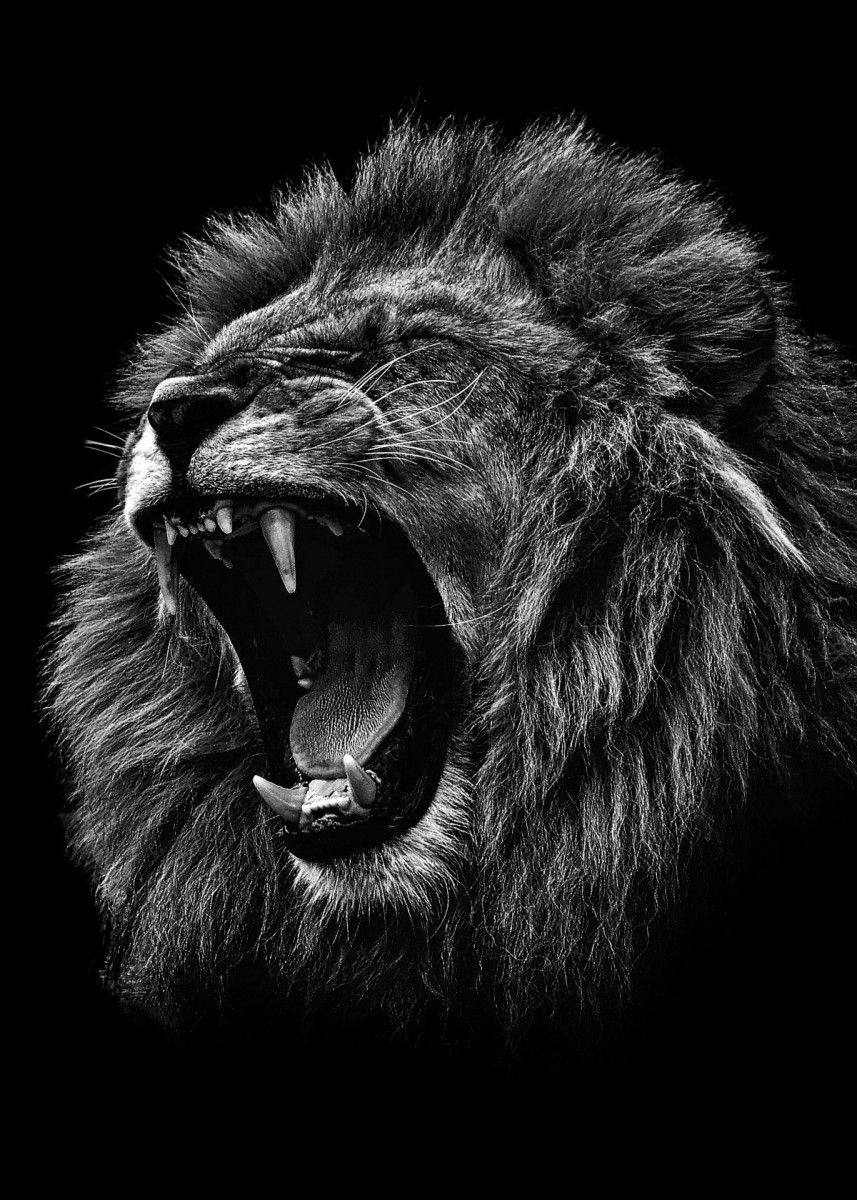 angry lion black and white' Poster by MK studio. Displate. Lion wallpaper, Lion photography, Black and white lion