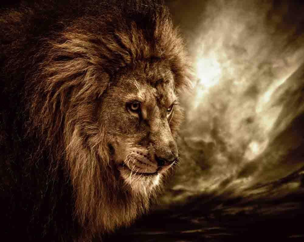 Fierce Lion HD Wallpaper