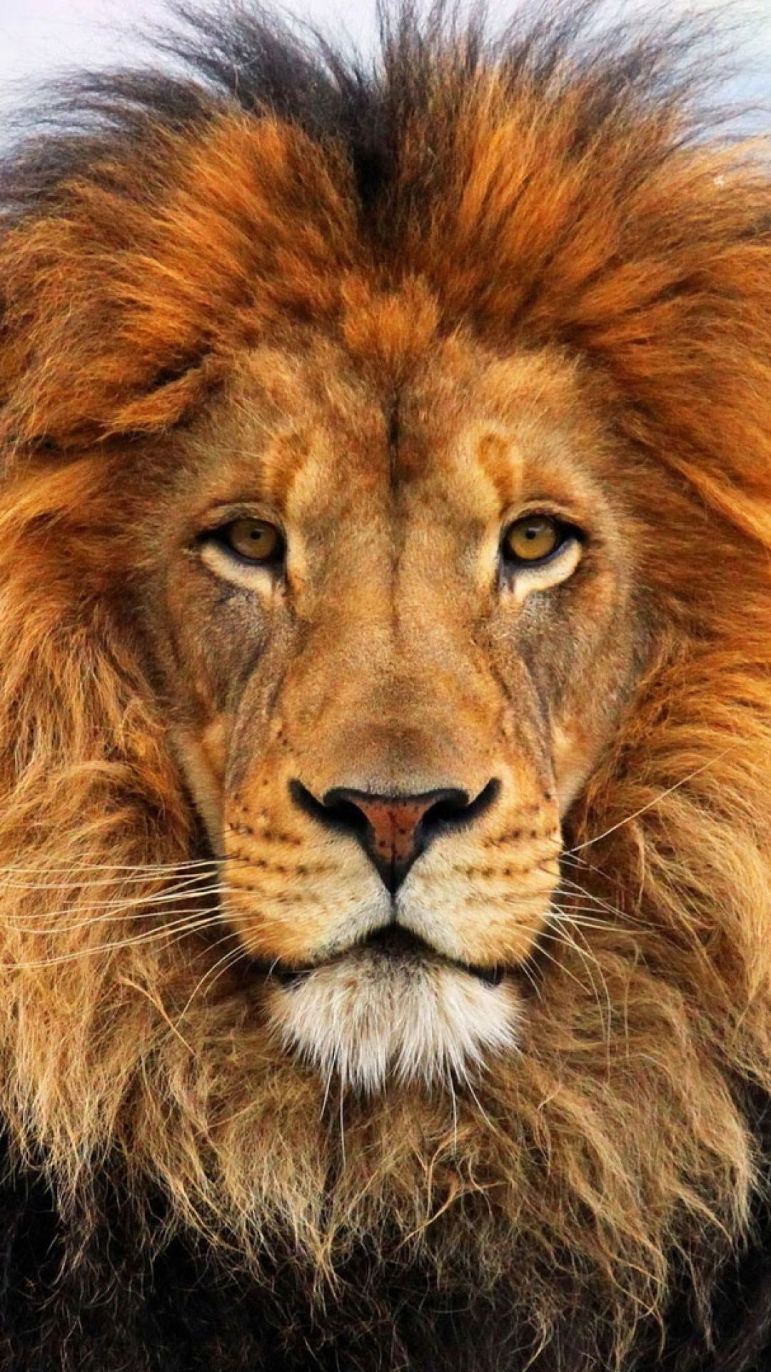 Download Wallpaper 1080x1920 face, eyes, lion, fur, mane Sony Xperia Z ZL, Z, Samsung Galaxy S HTC One HD Background. Animals, Animals wild, Cute animals
