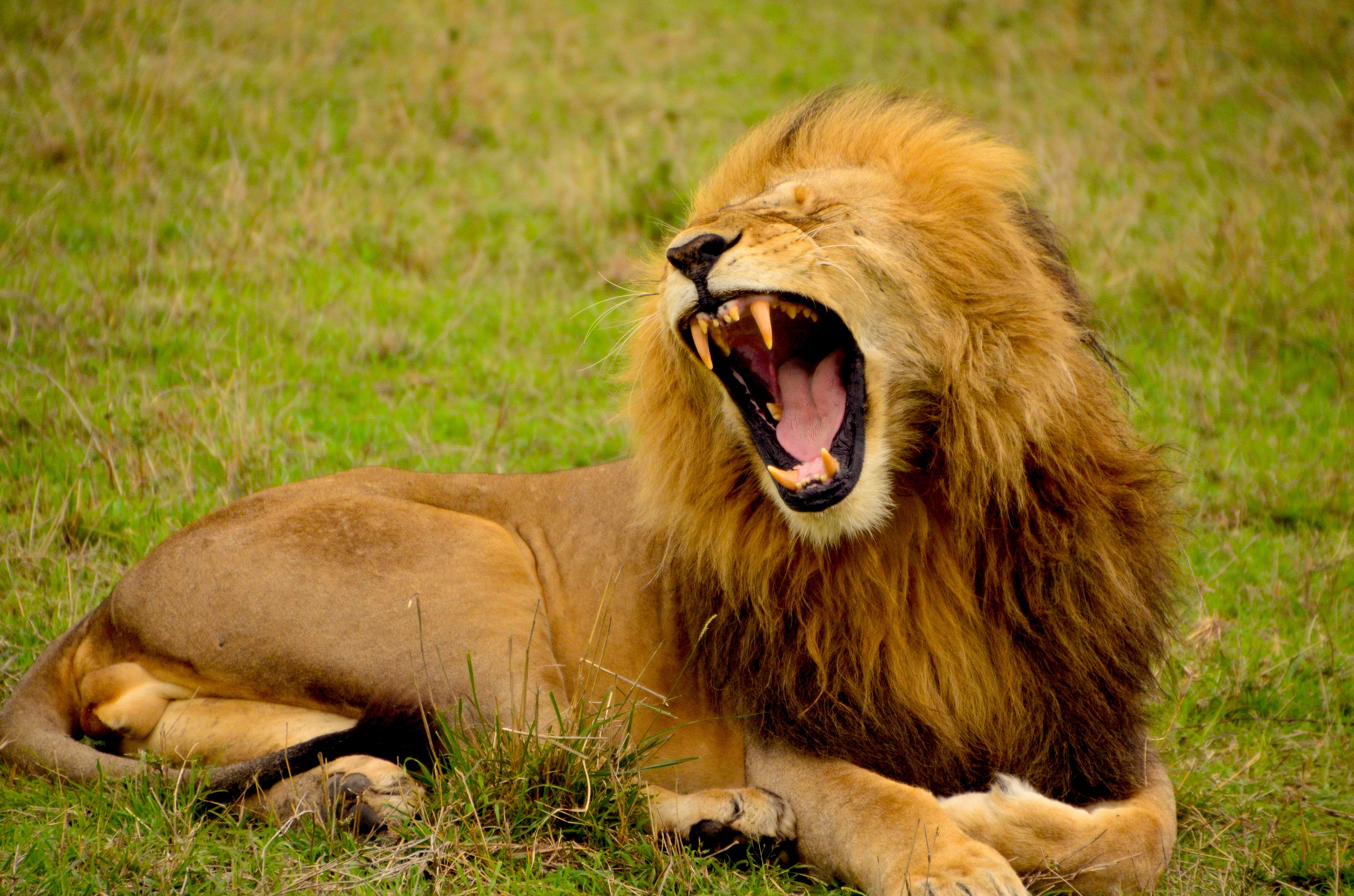 4928x3264 predator, cat, teeth, PNG image, mane, lion, wallpaper, wildlife, roar, mammal, safari, fierce, africa, fur, animal wallpaper, animal background, animal, zoo, wild, field, grass