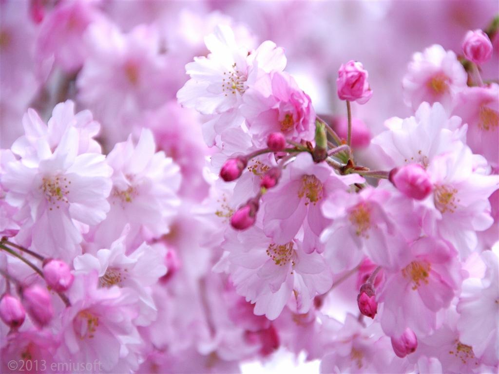 Japanese Flowers HD Wallpapers for Android