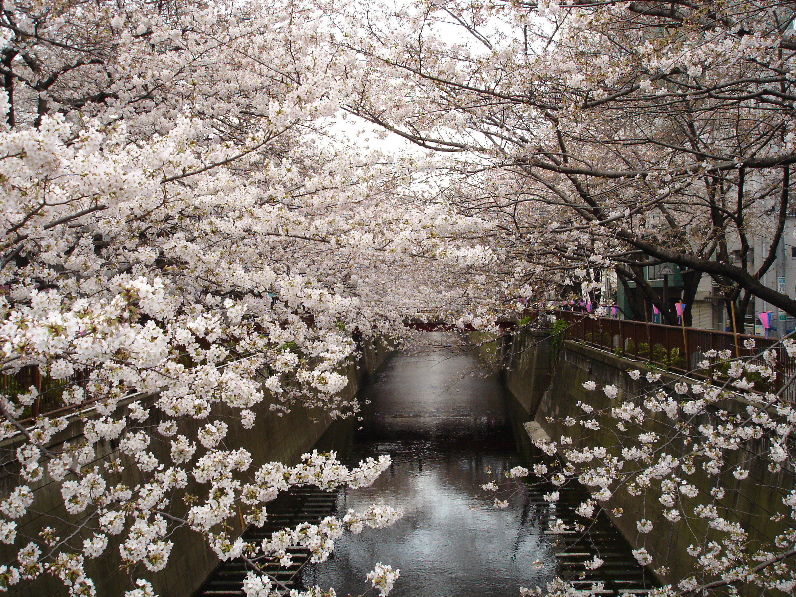 Top Japan Cherry Trees Flowers Background