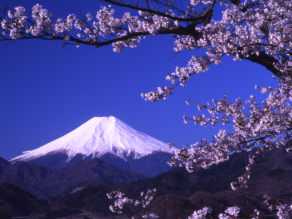 Earth Mount Fuji Japan Fuji Mountain Flower Wallpaper Fuji With Cherry Blossoms HD Wallpaper