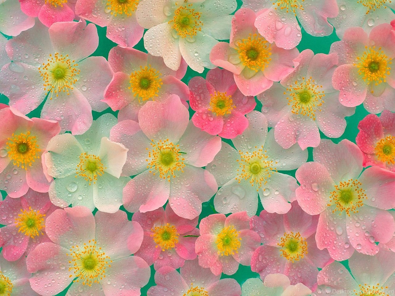 Picture Of Japanese Flowers Wallpaper HD Base Desktop Background