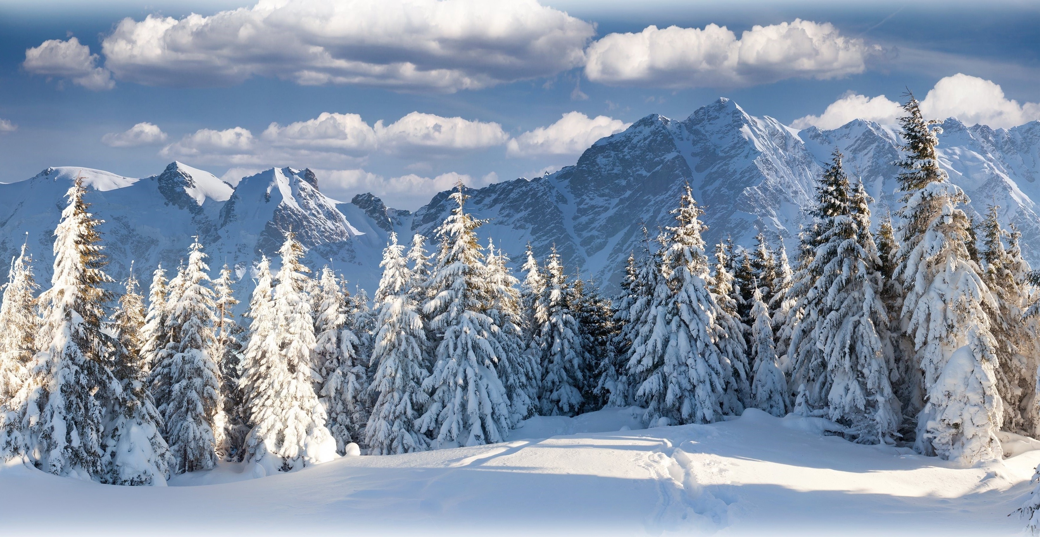 Snowy Mountain Tree Background