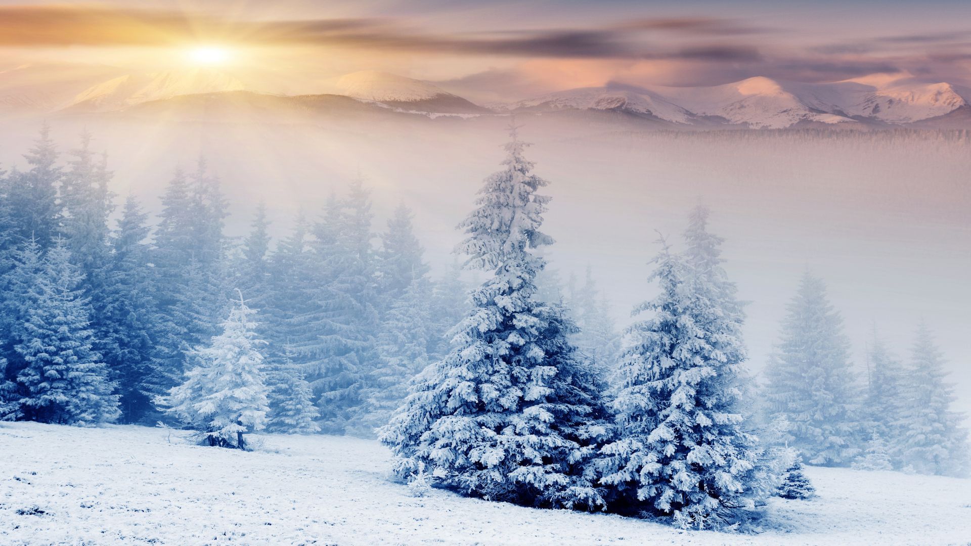 Snow Mountain Trees Wallpaper, HD Snow Mountain Trees Background on WallpaperBat