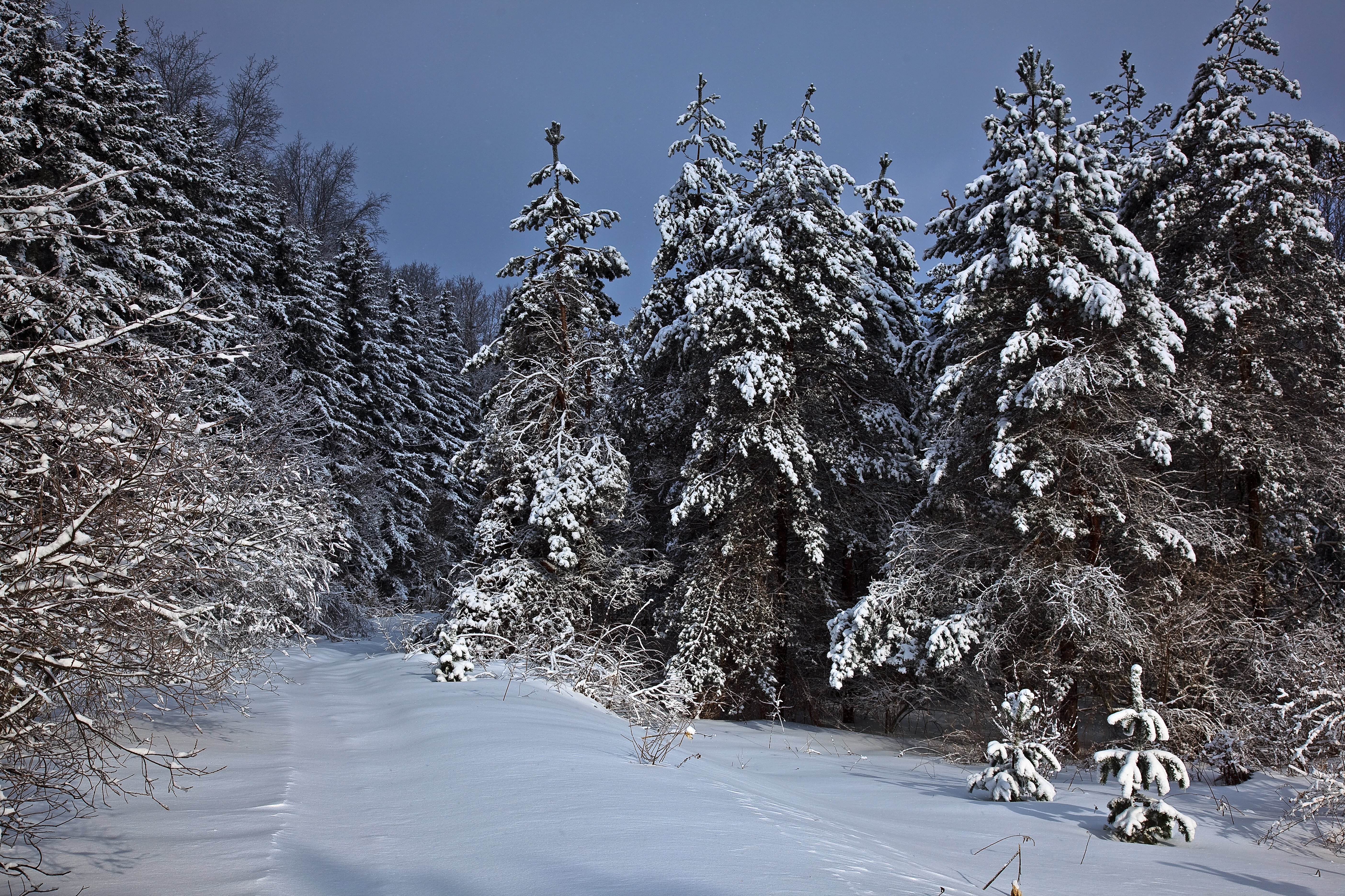 Wv Mountain Trail Winter Snow Trees Virginia Mountains In Winter