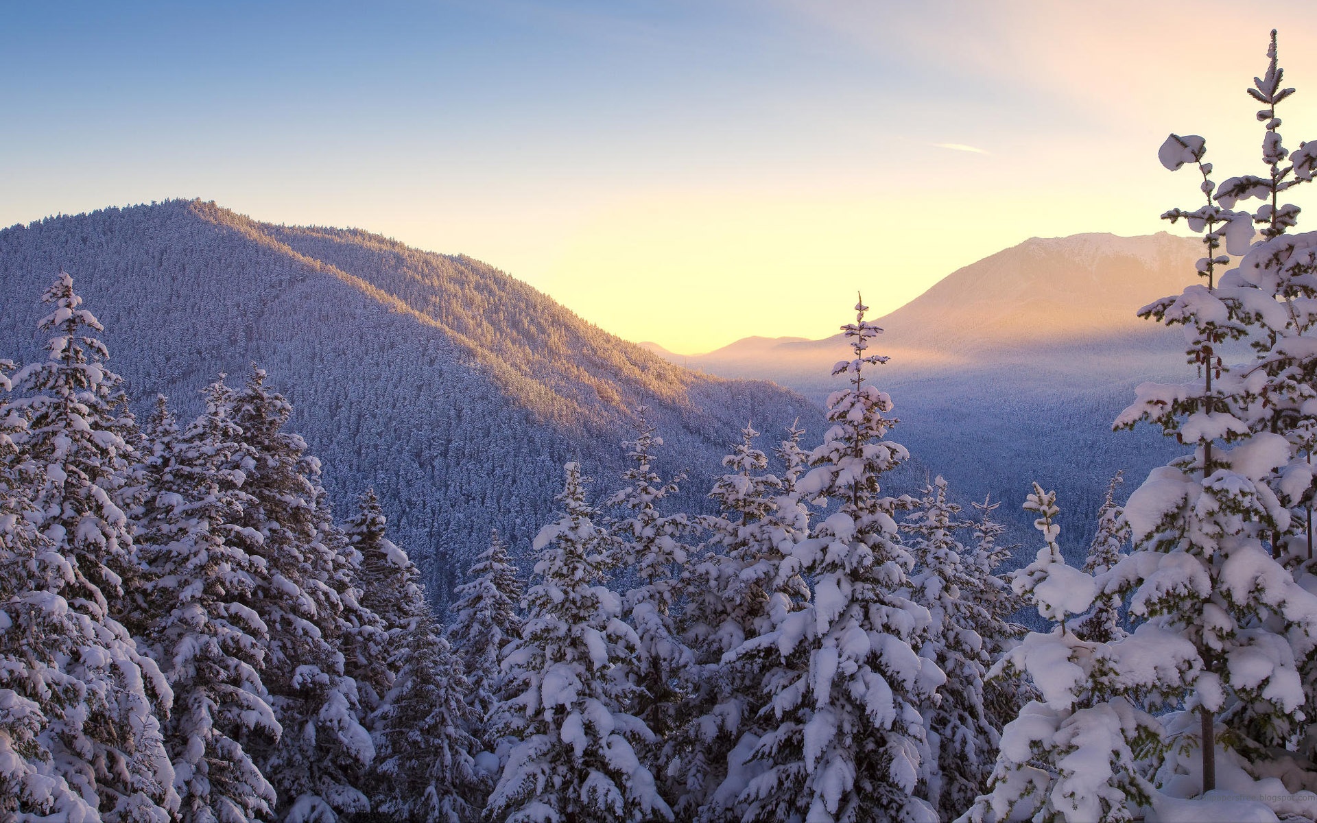 Snowy Trees Wallpaperx1200