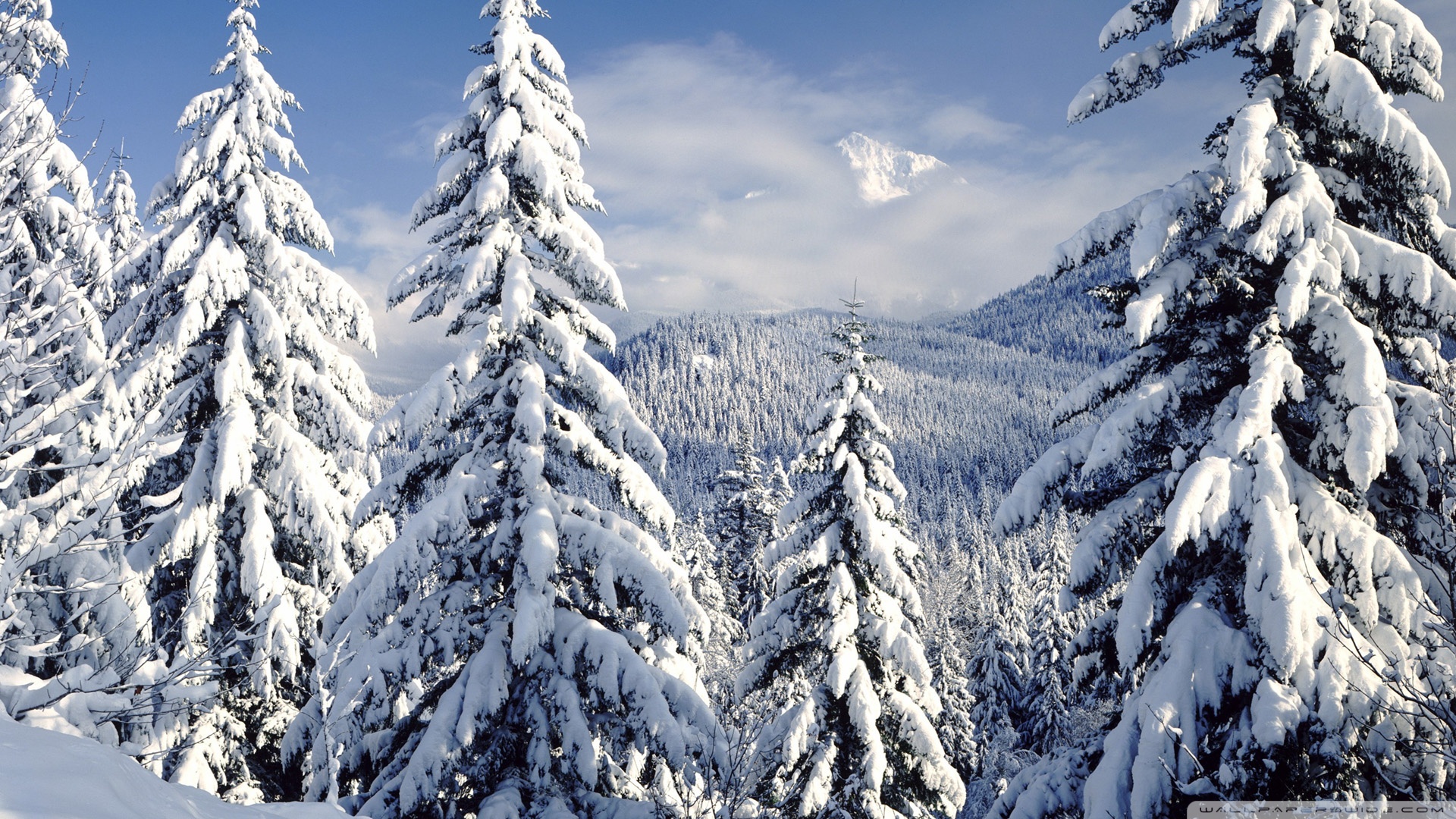 Amazing Snowy Trees wallpaperx1080