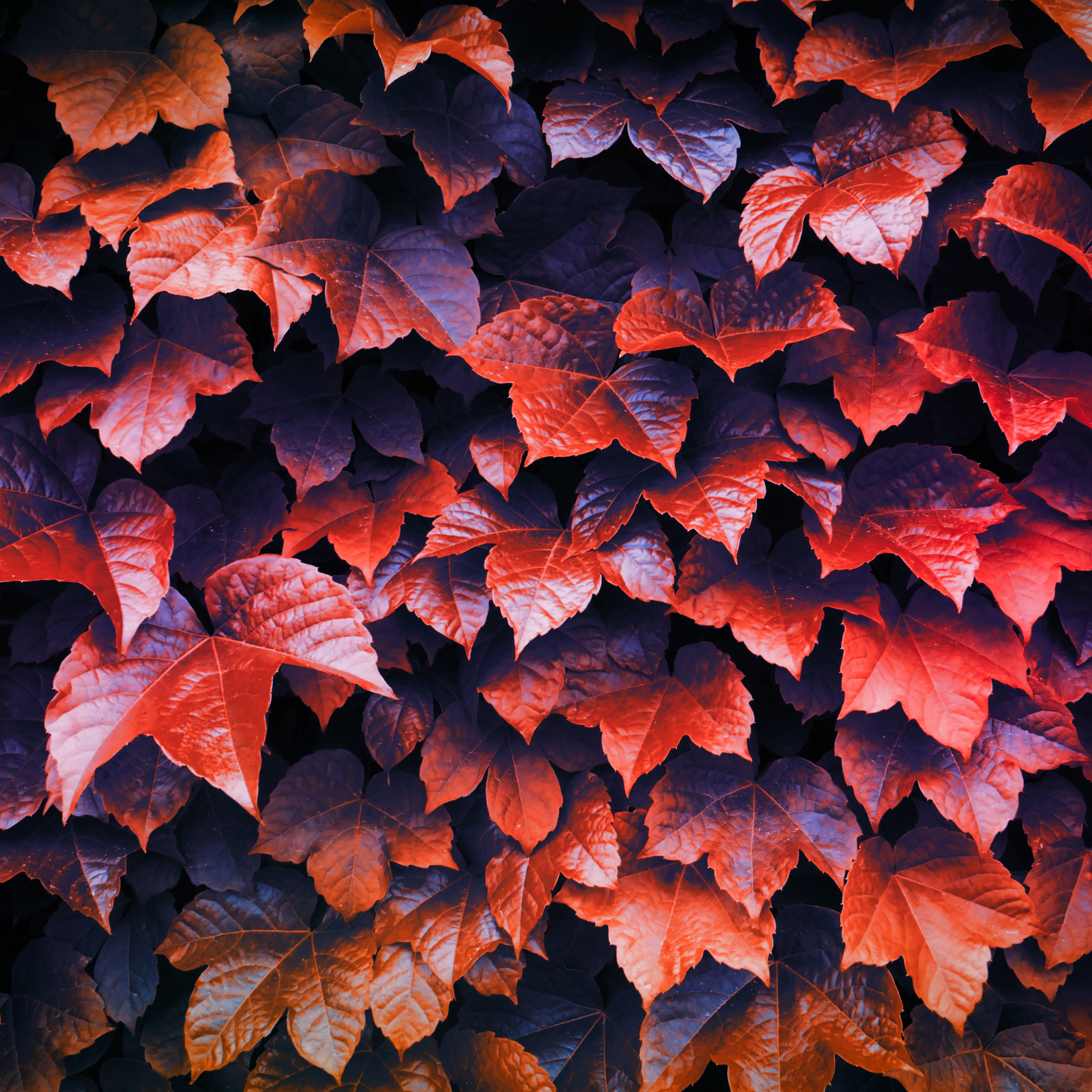 Autumn Leaves 4k iPad Air HD 4k Wallpaper, Image, Background, Photo and Picture