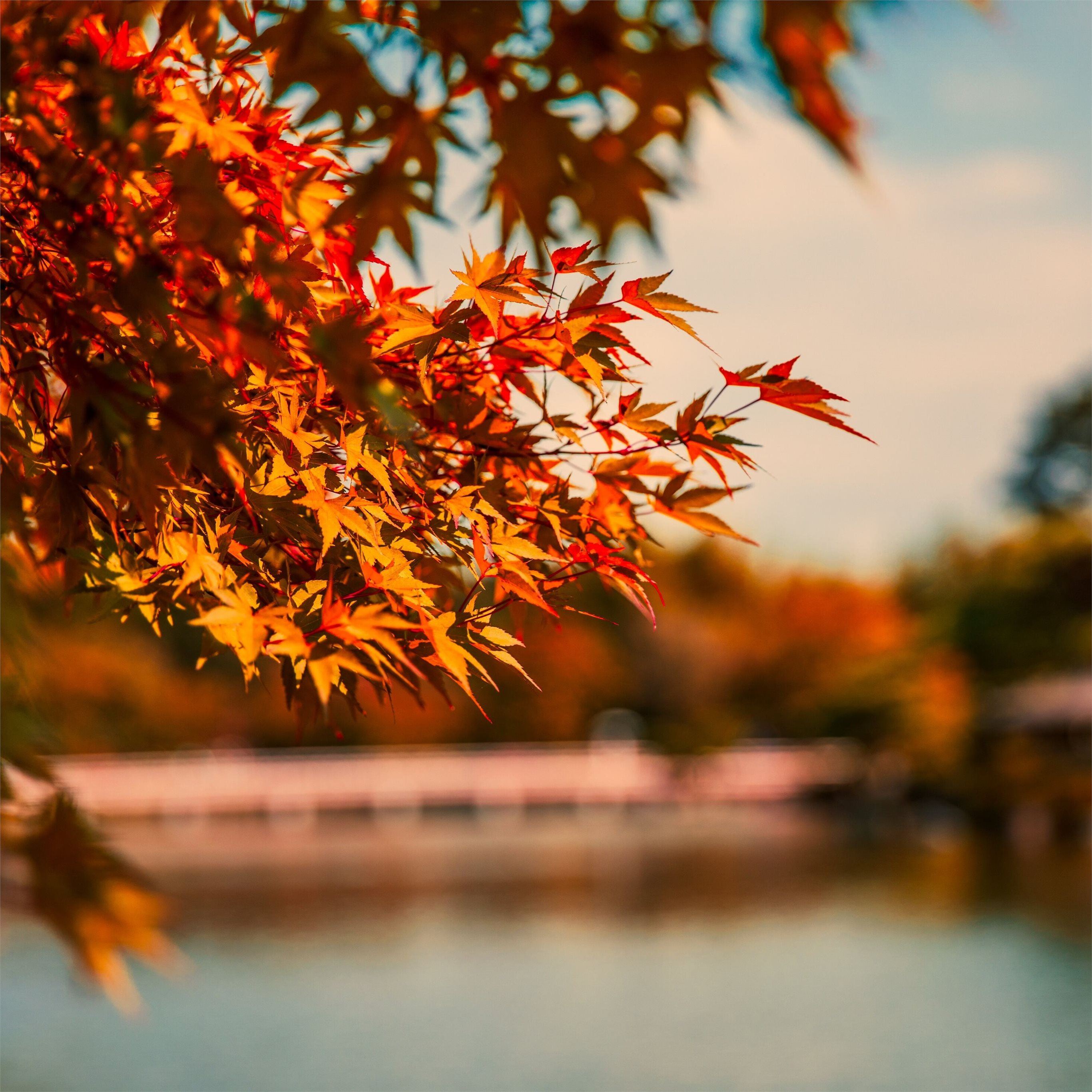 maple tree autumn lake 5k iPad Pro Wallpaper Free Download