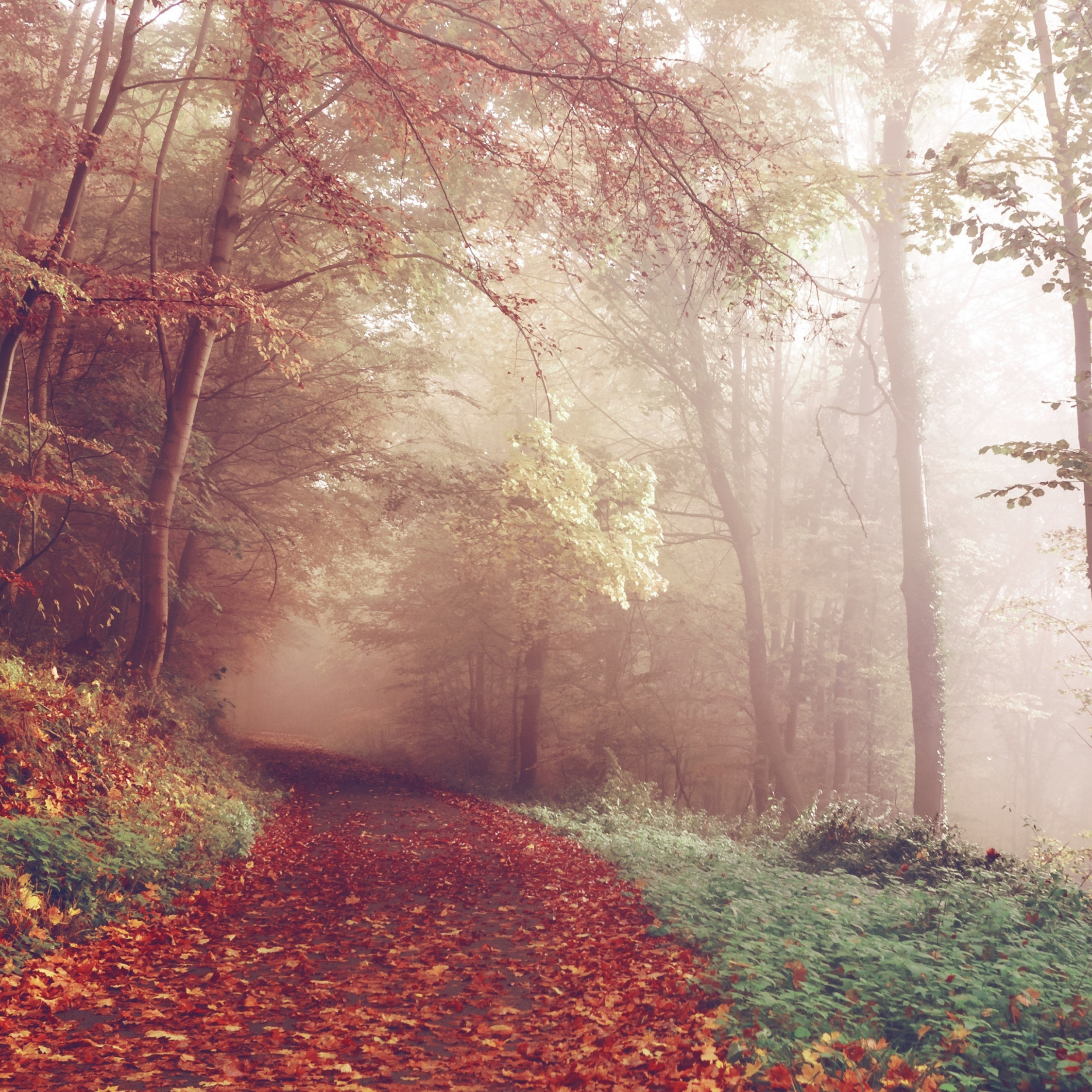 Download 2248x2248 wallpaper autumn, leaves on path, trees, ipad air, ipad air 2, ipad 3, ipad 4, ipad mini 2, ipad mini 3, 2248x2248 HD image, background, 1332