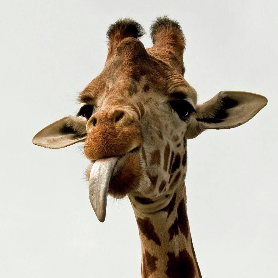 Giraffe Sticking His Her Tongue Out. Giraffe Picture, Giraffe, Funny Giraffe Picture