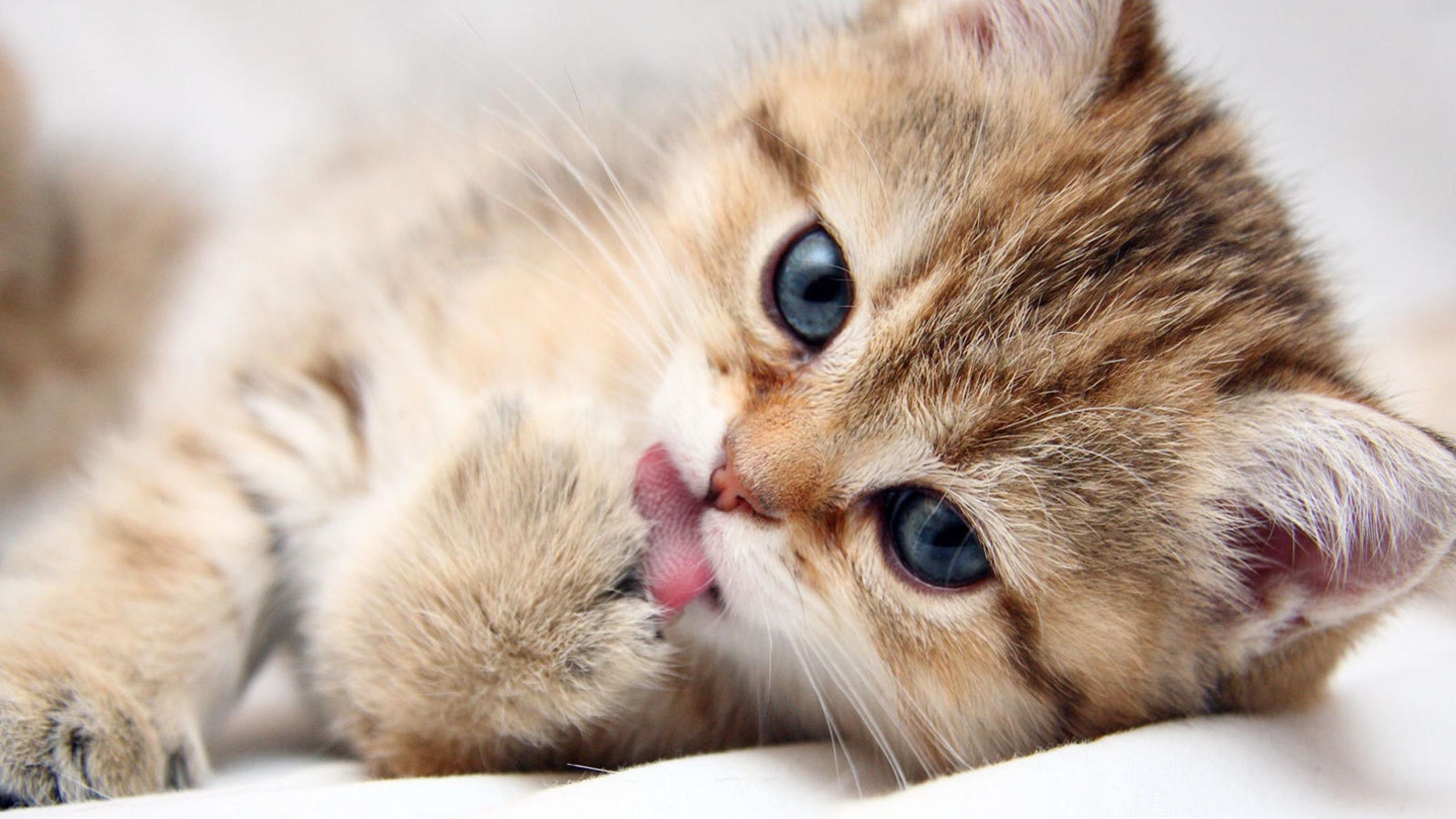 Sweet cat with tongue out