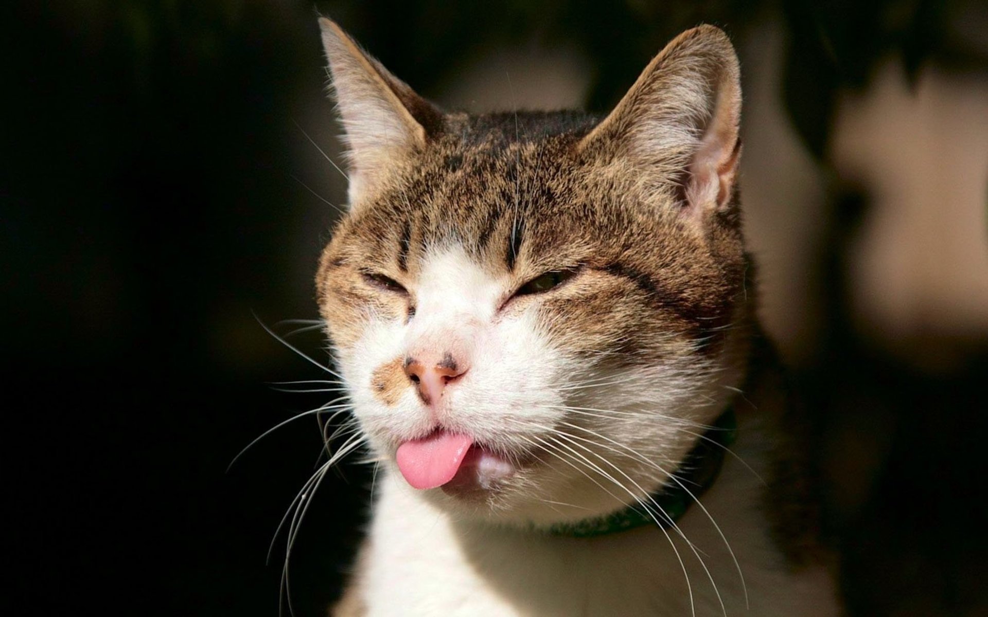 Cat Sticking its Tongue Out HD Wallpaper