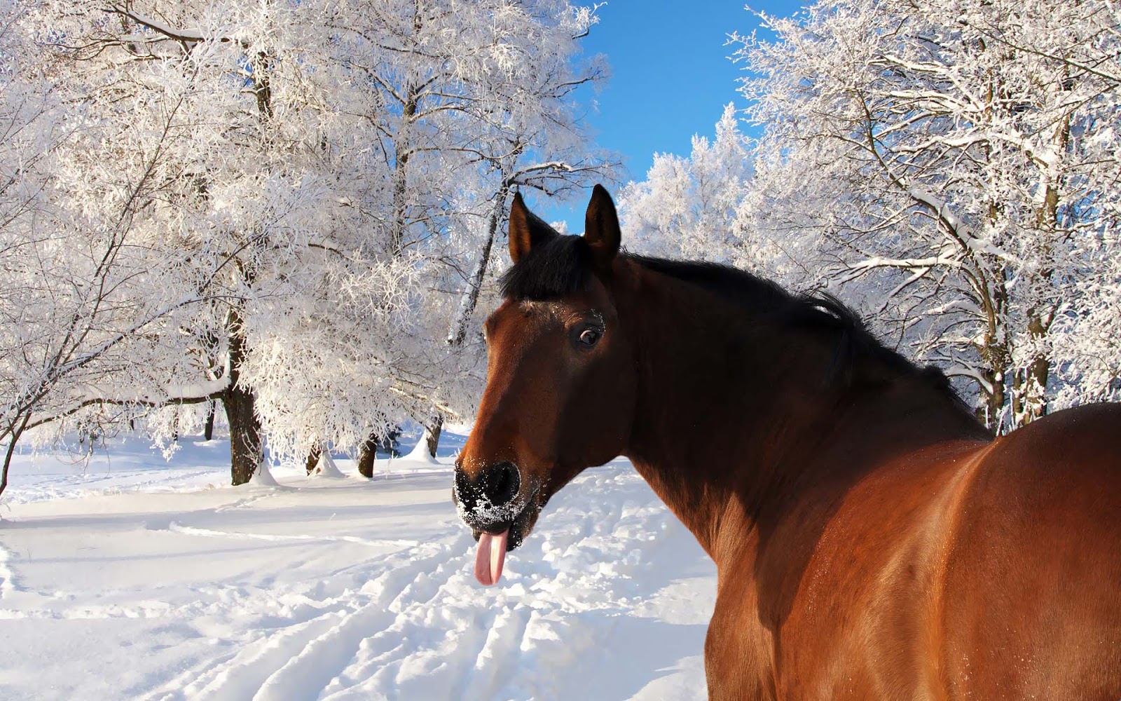 Free download Wallpaper of a horse sticking his tongue out HD animal winter [1600x1000] for your Desktop, Mobile & Tablet. Explore Funny Winter Animal Wallpaper. Winter Animal Desktop Wallpaper