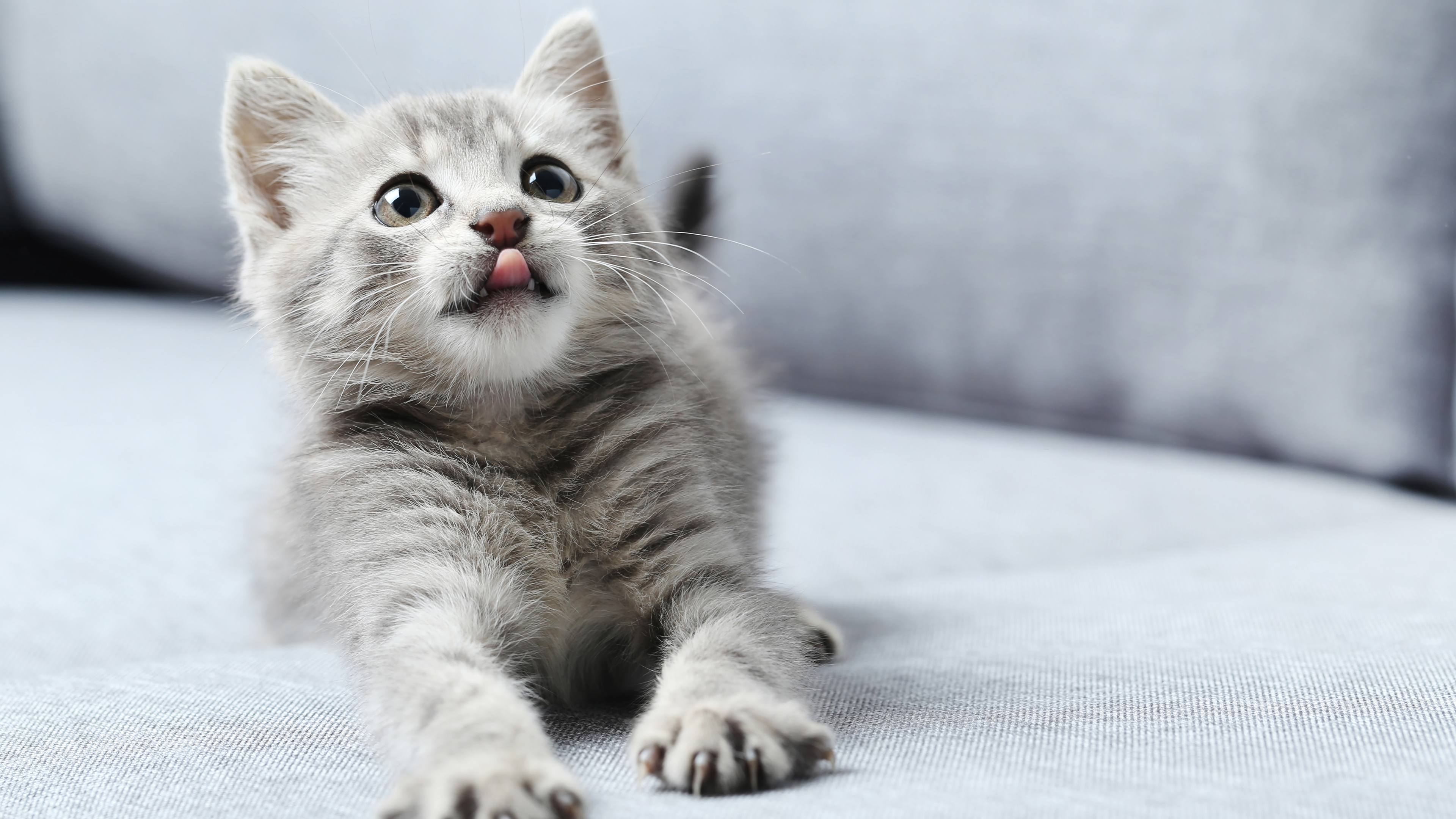Cat with tongue out Wallpaper 4k Ultra HD