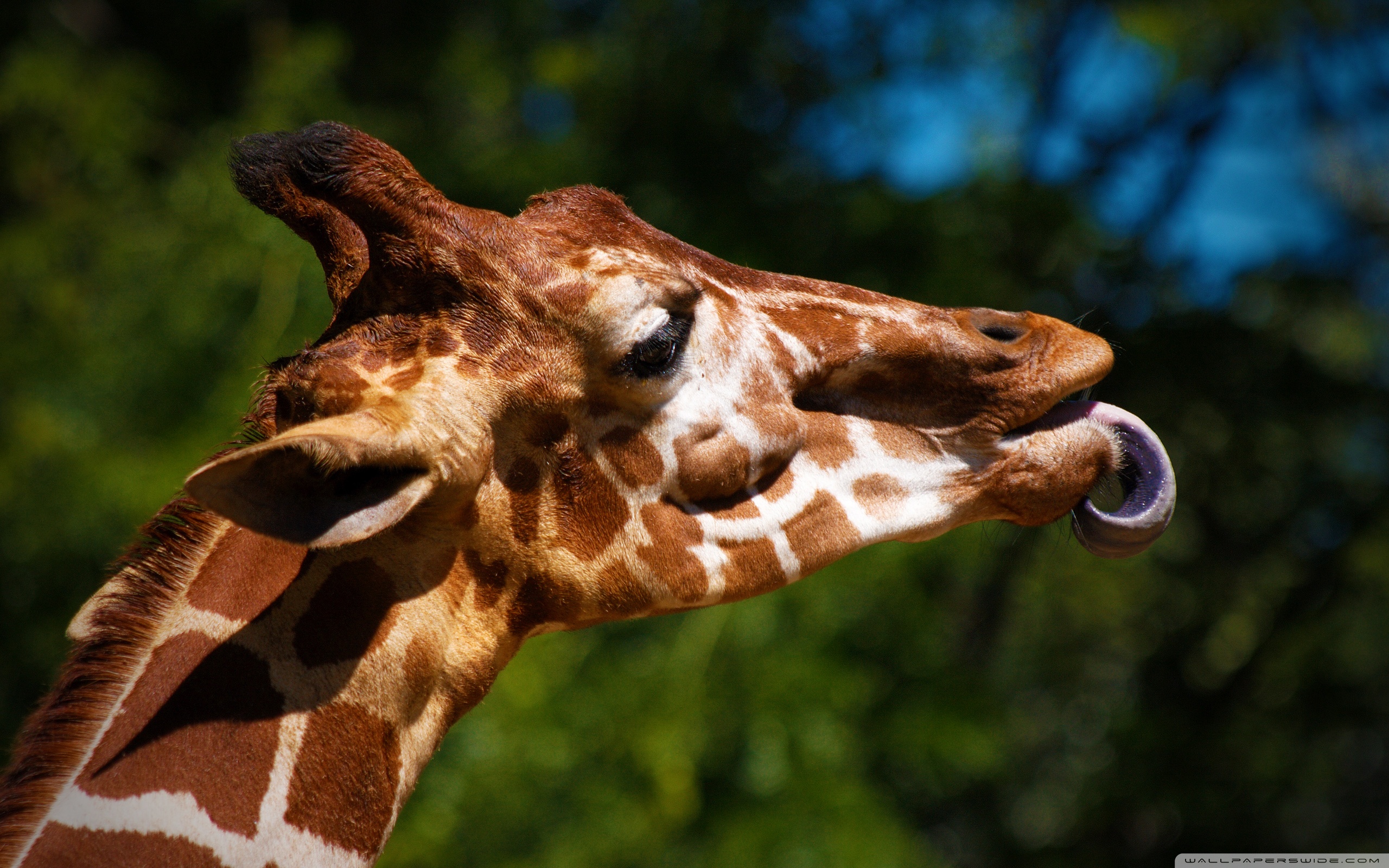 Giraffe Sticking Its Tongue Out Ultra HD Desktop Background Wallpaper for 4K UHD TV, Tablet
