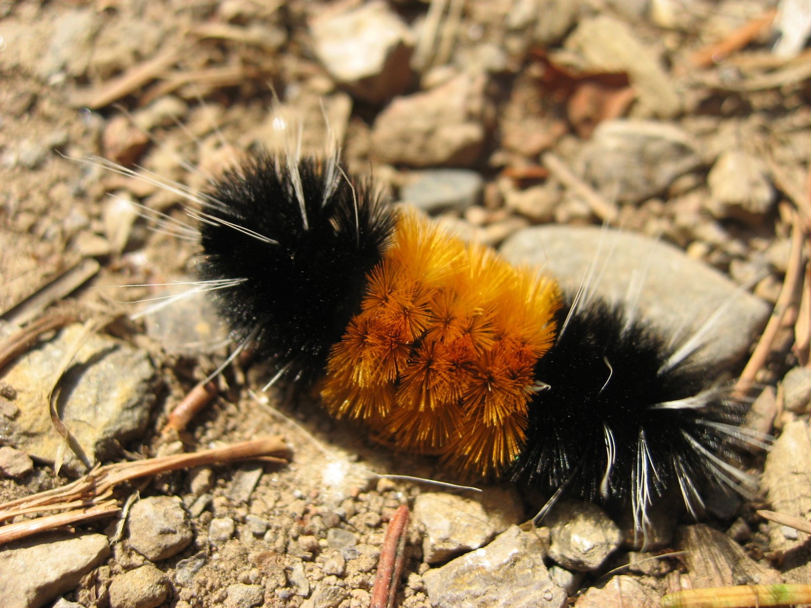 Free Woolly Bear Caterpillar 1