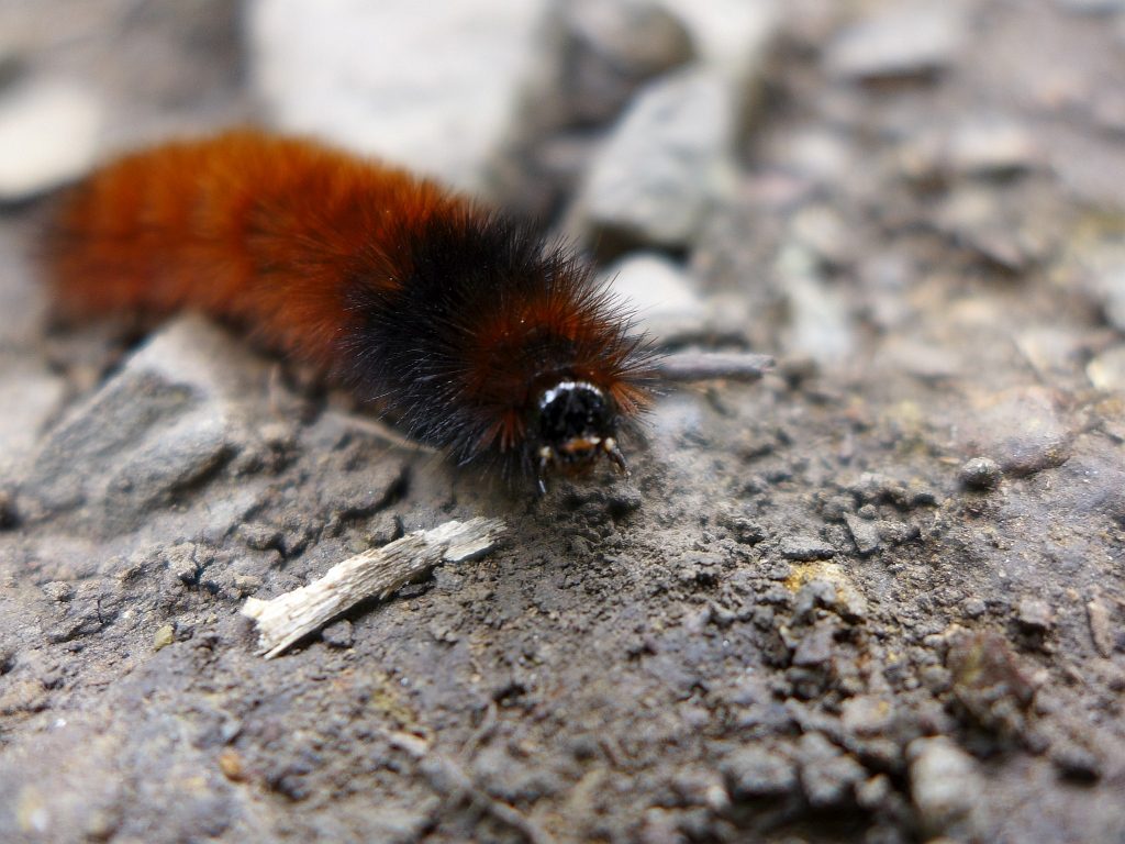 Isabella Tiger Moth Caterpillars Wallpapers - Wallpaper Cave